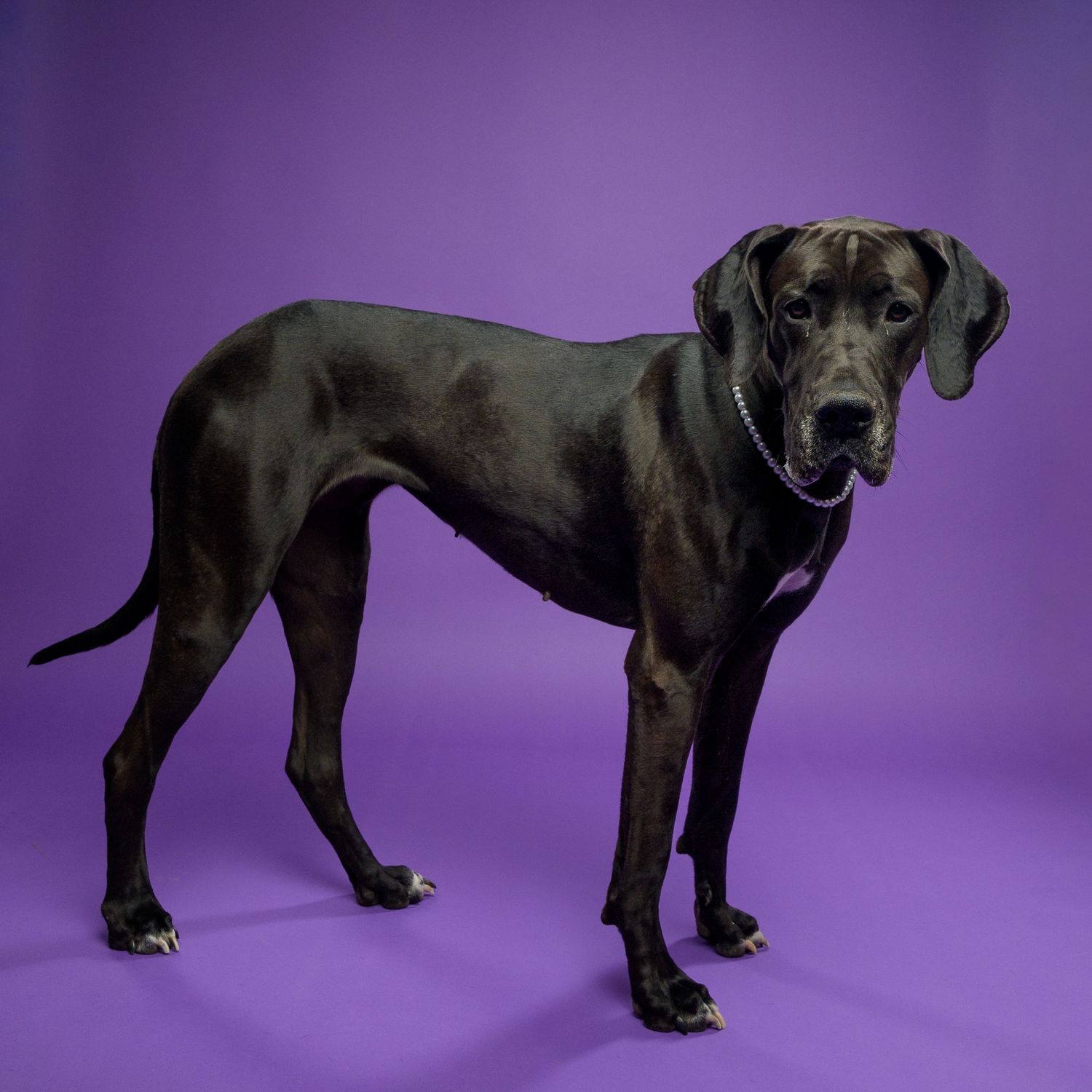 A sleek black Great Dane dog stands proudly against a vibrant purple studio background wearing a silver chain collar.
