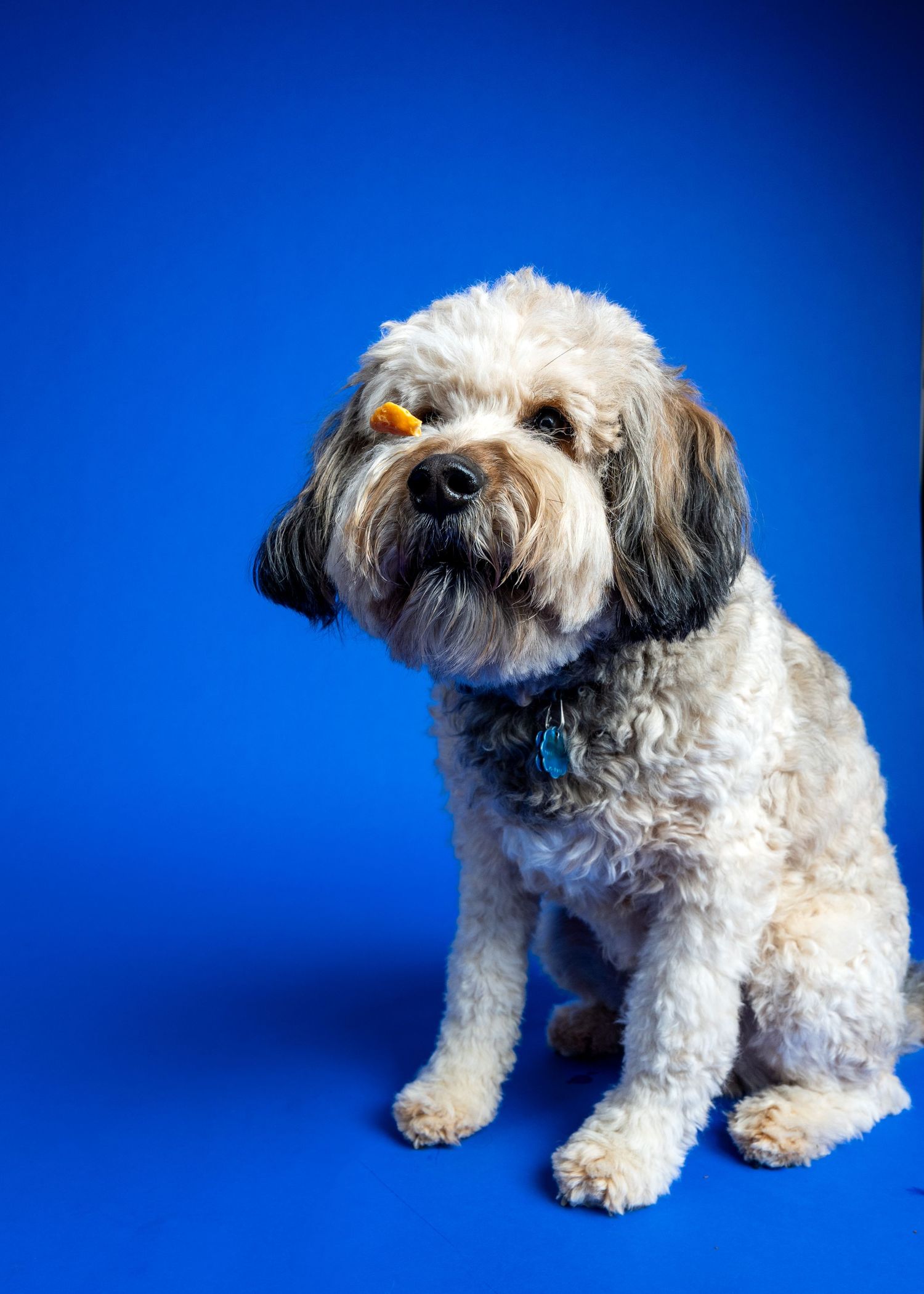 Fluffy white and gray Shih Tzu dog sitting against a bright blue background wearing a teal collar.