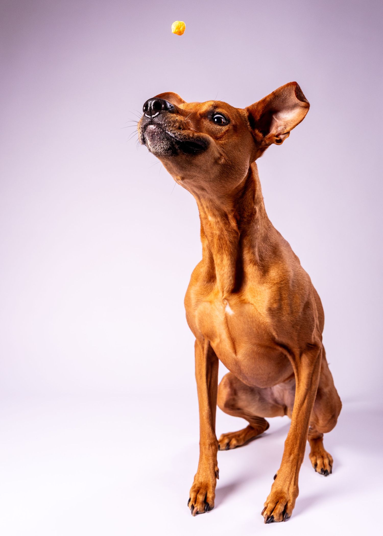 Brown Miniature Pinscher dog looking up at a yellow treat tossed in the air.