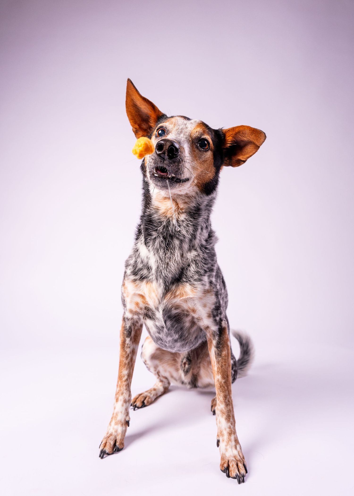 An Australian Cattle Dog catching an orange treat mid-air while sitting against a white background.