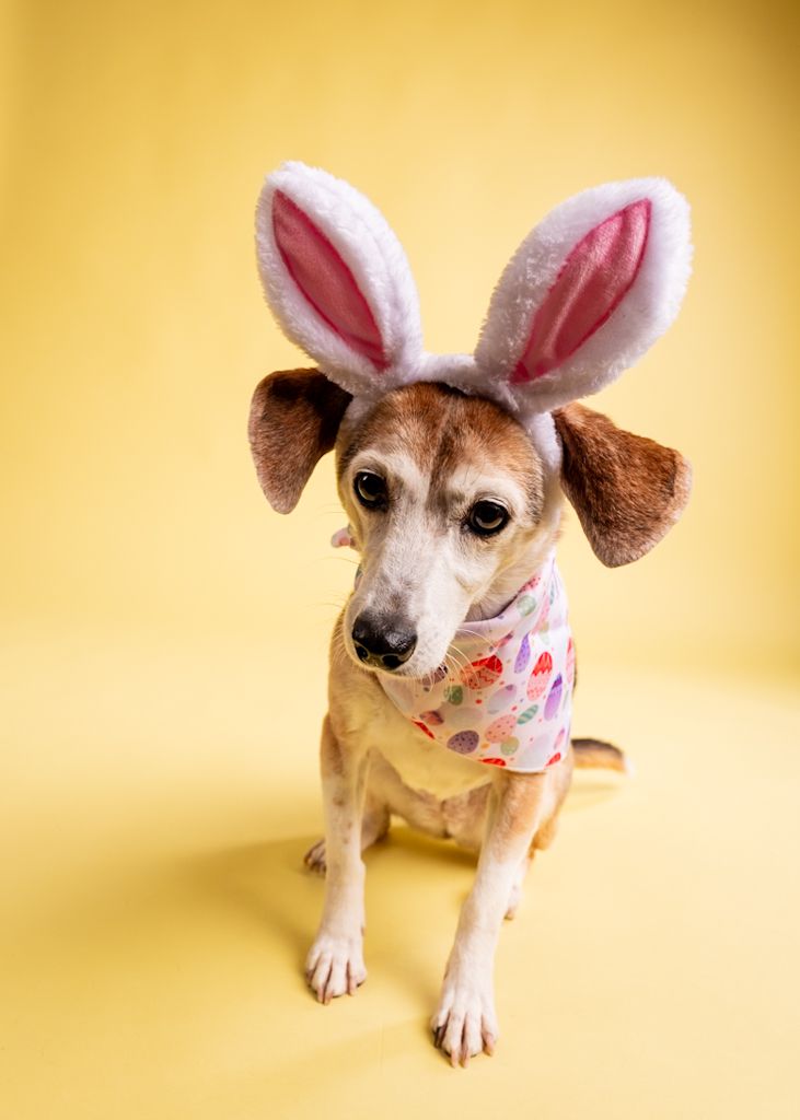 Small brown dog wearing fluffy bunny ears and Easter bandana sitting on yellow background.