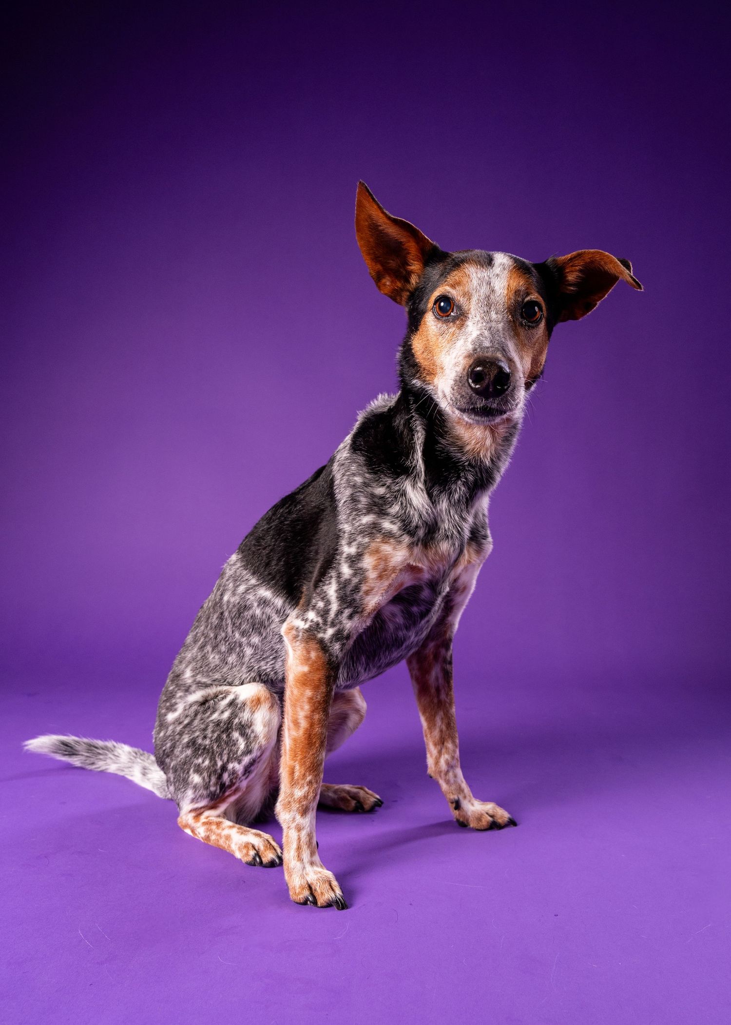 A tri-color merle dog sits with a tilted head and alert ears against a purple studio backdrop.