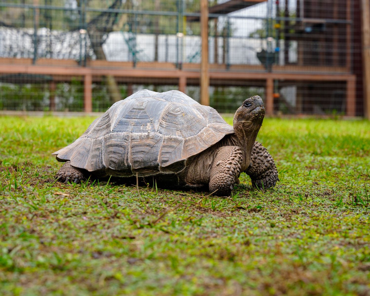 A large tortoise walking slowly across green grass near a wooden enclosure fence.