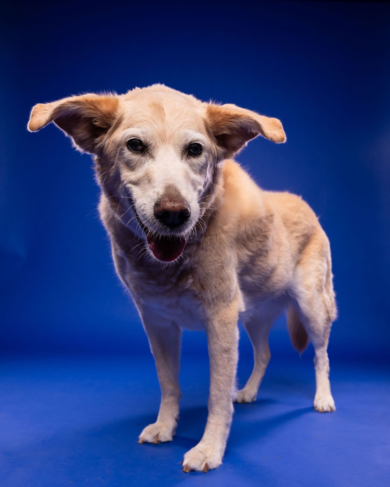 A happy senior tan dog stands alert with perky ears and open mouth on a bright blue studio background.