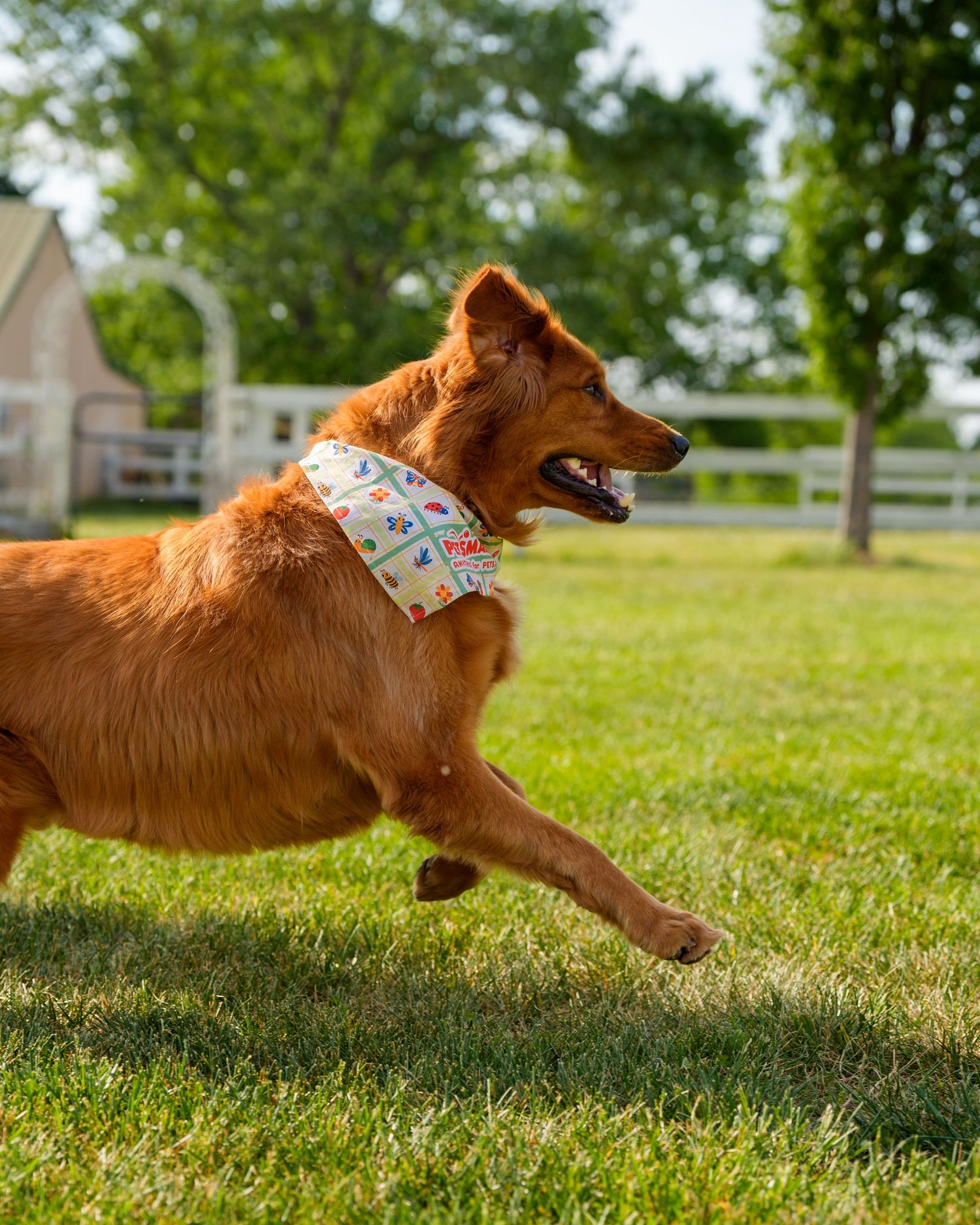 Energetic Golden Retriever wearing a colorful bandana running and playing on green grass outdoors.
