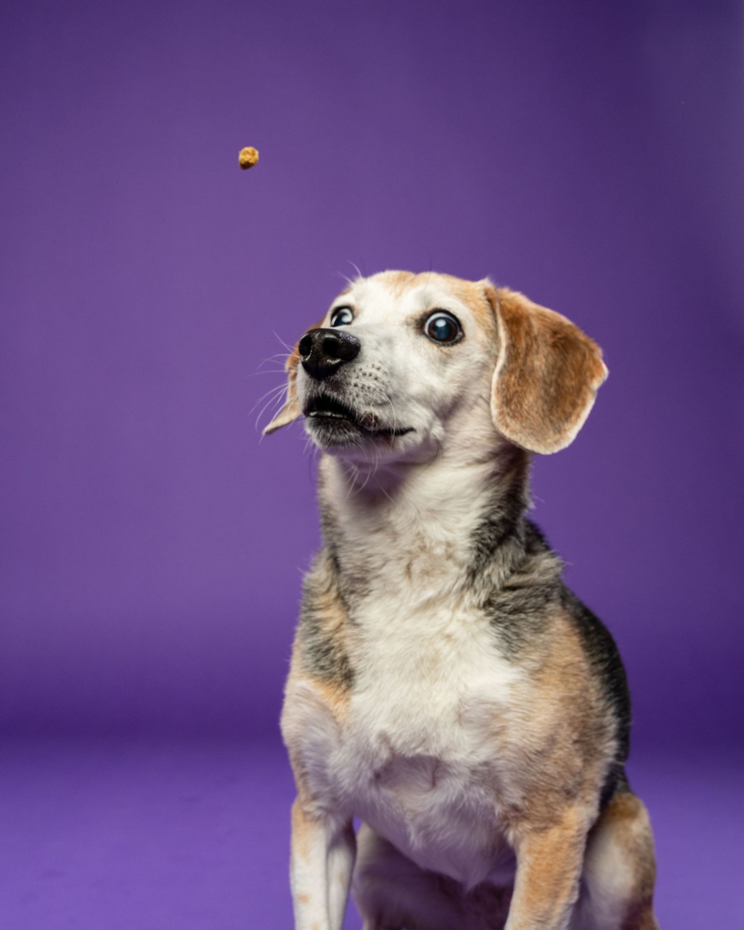 A small beagle mix dog looking up at a treat tossed in the air against a purple background.