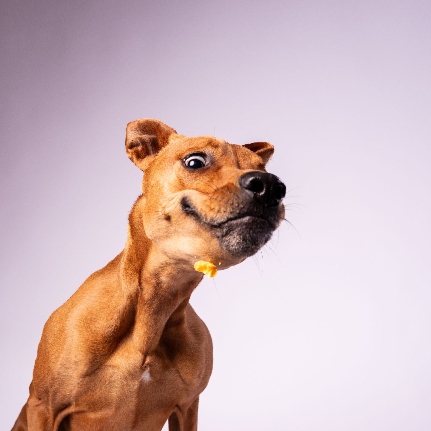 Close-up of a brown dog licking its nose with a yellow treat visible near its mouth.