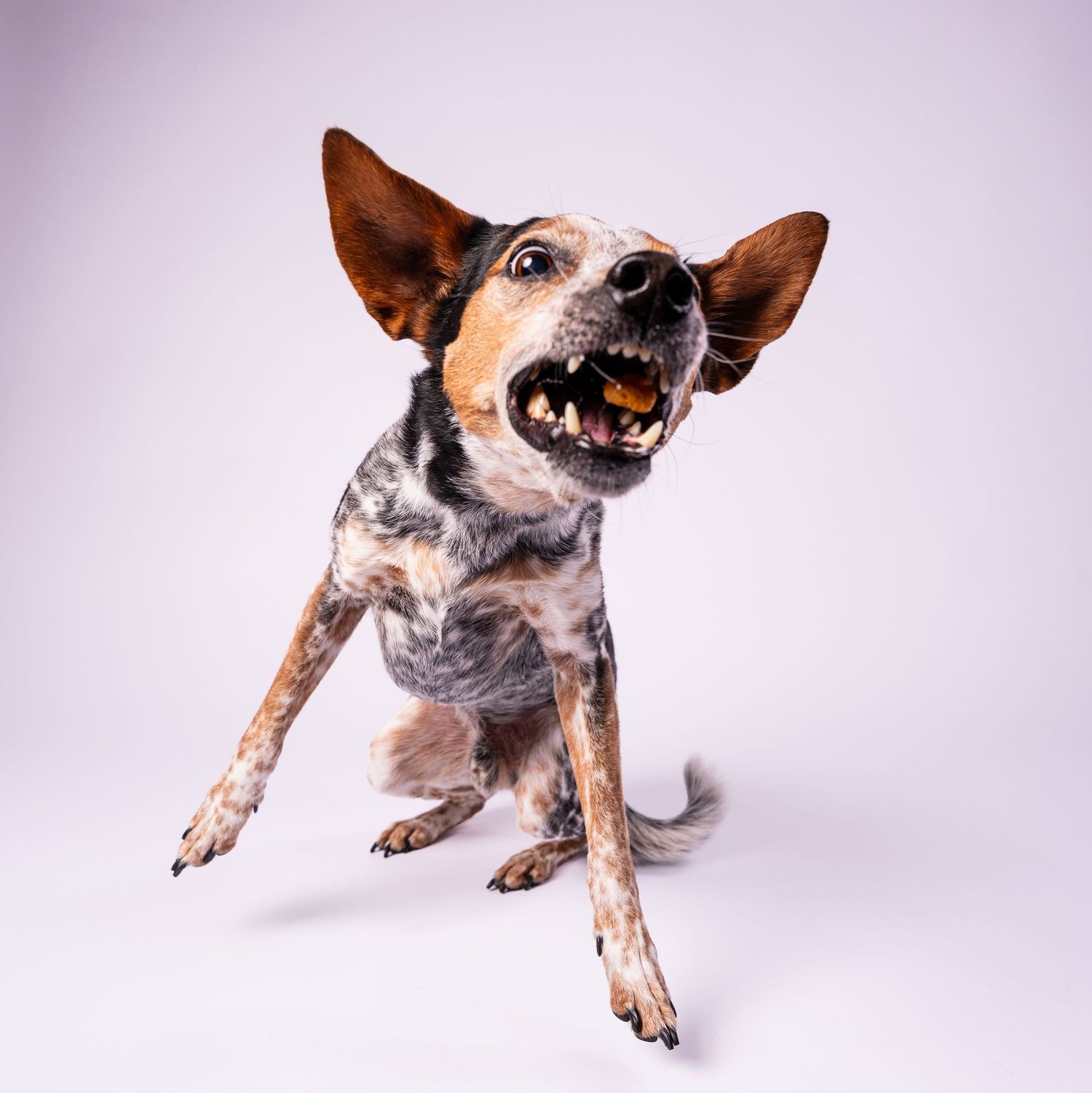 An Australian Cattle Dog mid-shake with mouth open and ears flying against a white background.