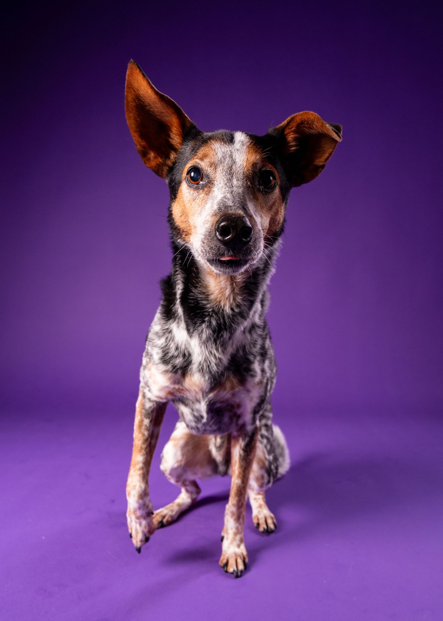 A merle-coated dog sits with large perked ears and a curious expression on a purple background.