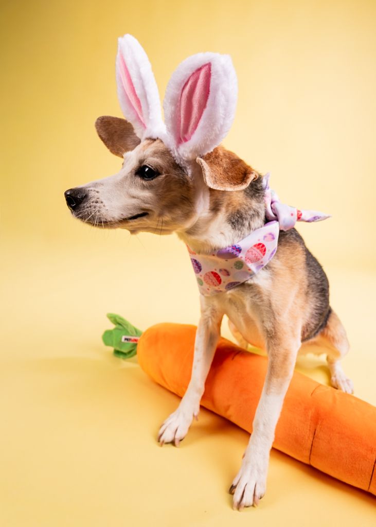 Small dog wearing Easter bunny ears and egg-print bandana poses on stuffed carrot toy against yellow background.