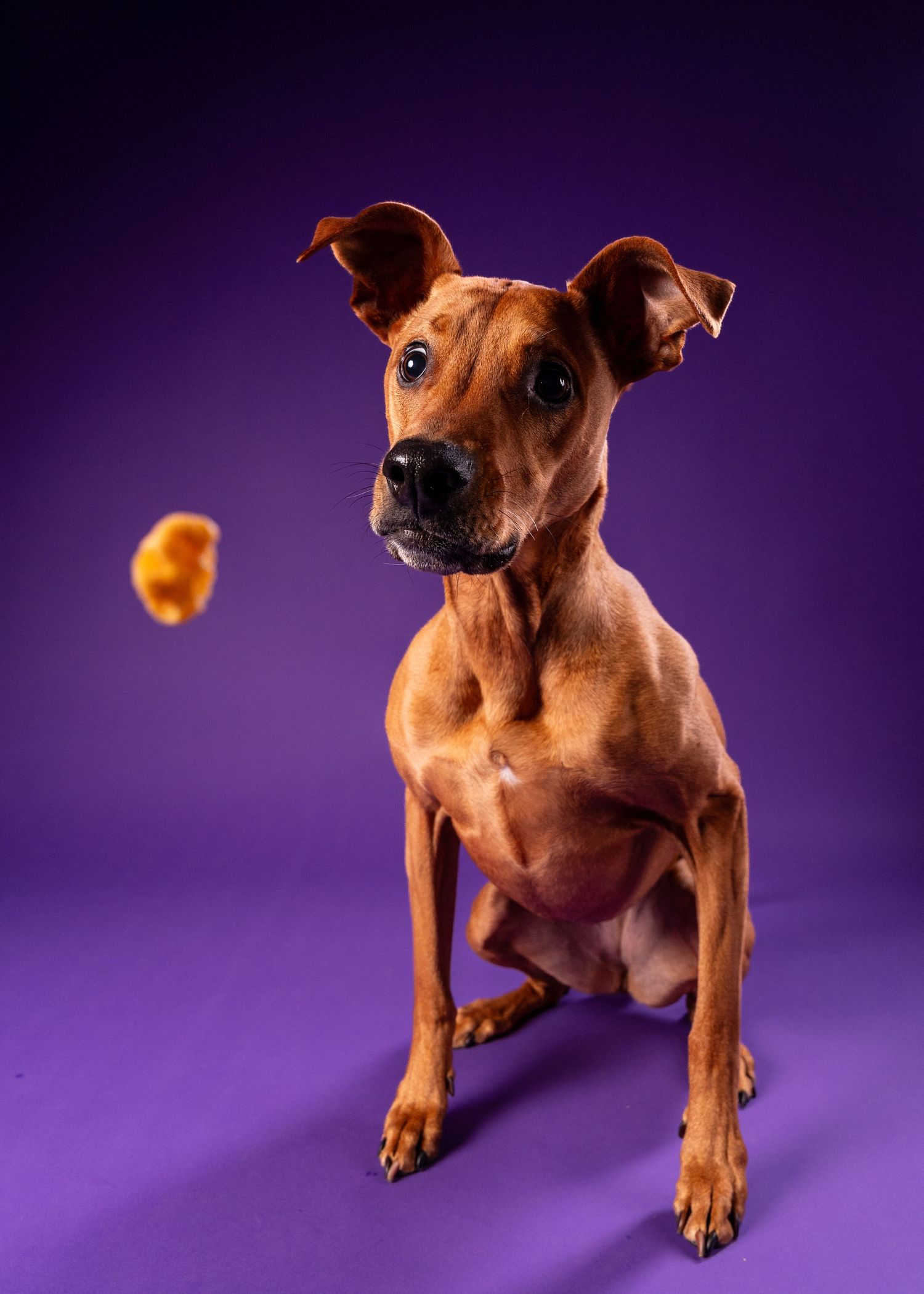 A sleek brown dog watches a falling treat with alert ears raised against a purple studio backdrop.