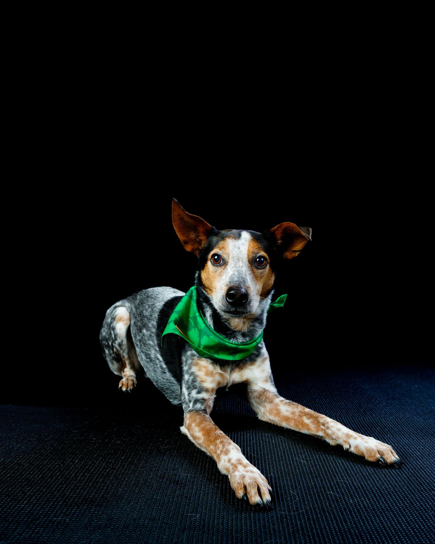 A speckled dog wearing a green bandana lies on a dark floor against a black background.