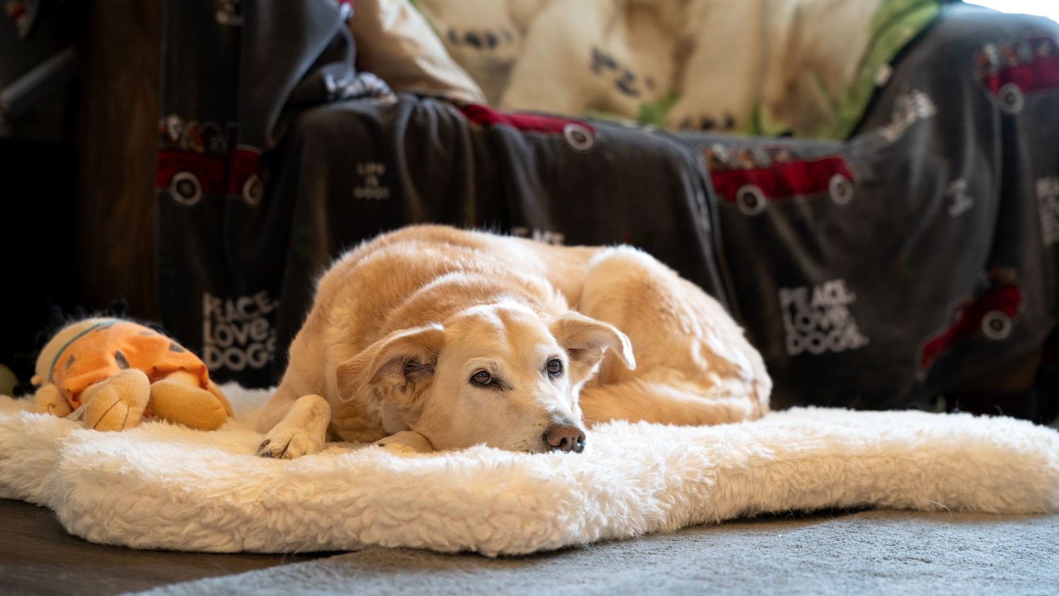 Golden dog resting on a fluffy mat with a stuffed toy nearby.