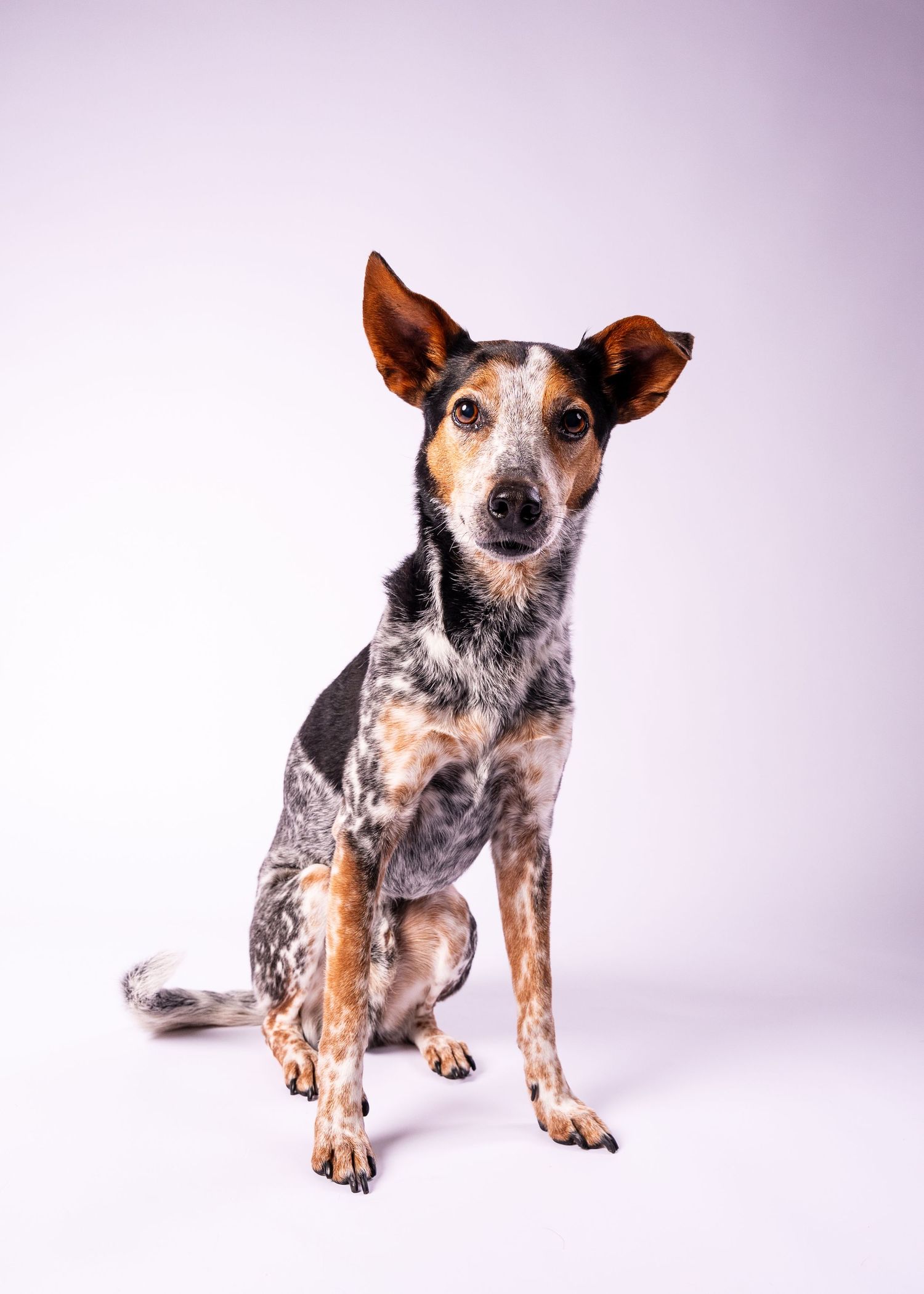 Speckled black and tan dog sitting attentively on a white background.