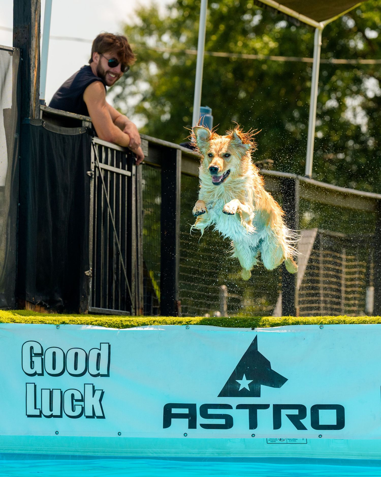A golden dog leaps mid-air off a dock into a pool at an Astro dock diving competition while a man watches.