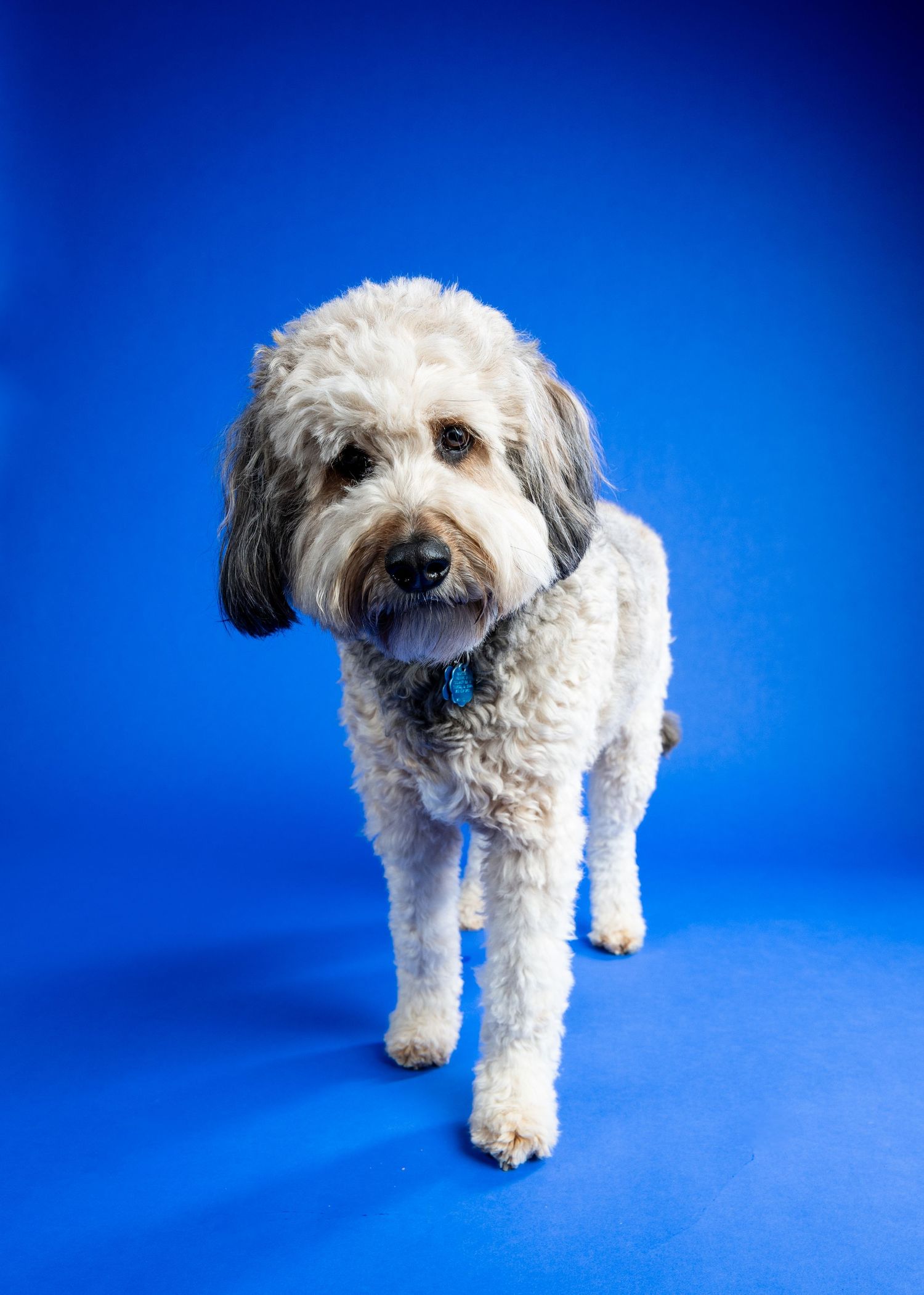 White and gray fluffy Goldendoodle dog standing on blue background wearing teal collar.