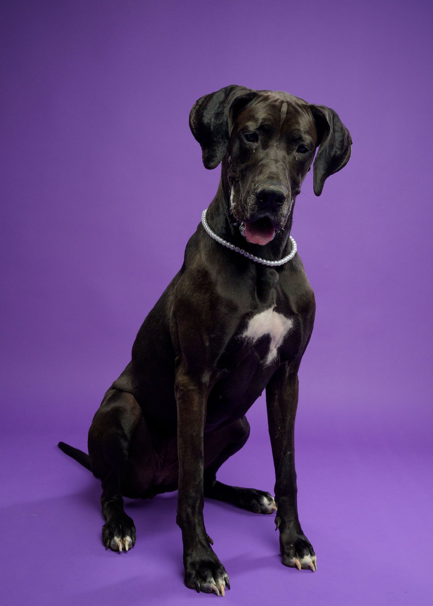 Dark brindle Great Dane wearing a pearl necklace sits posed against a vibrant purple studio background.