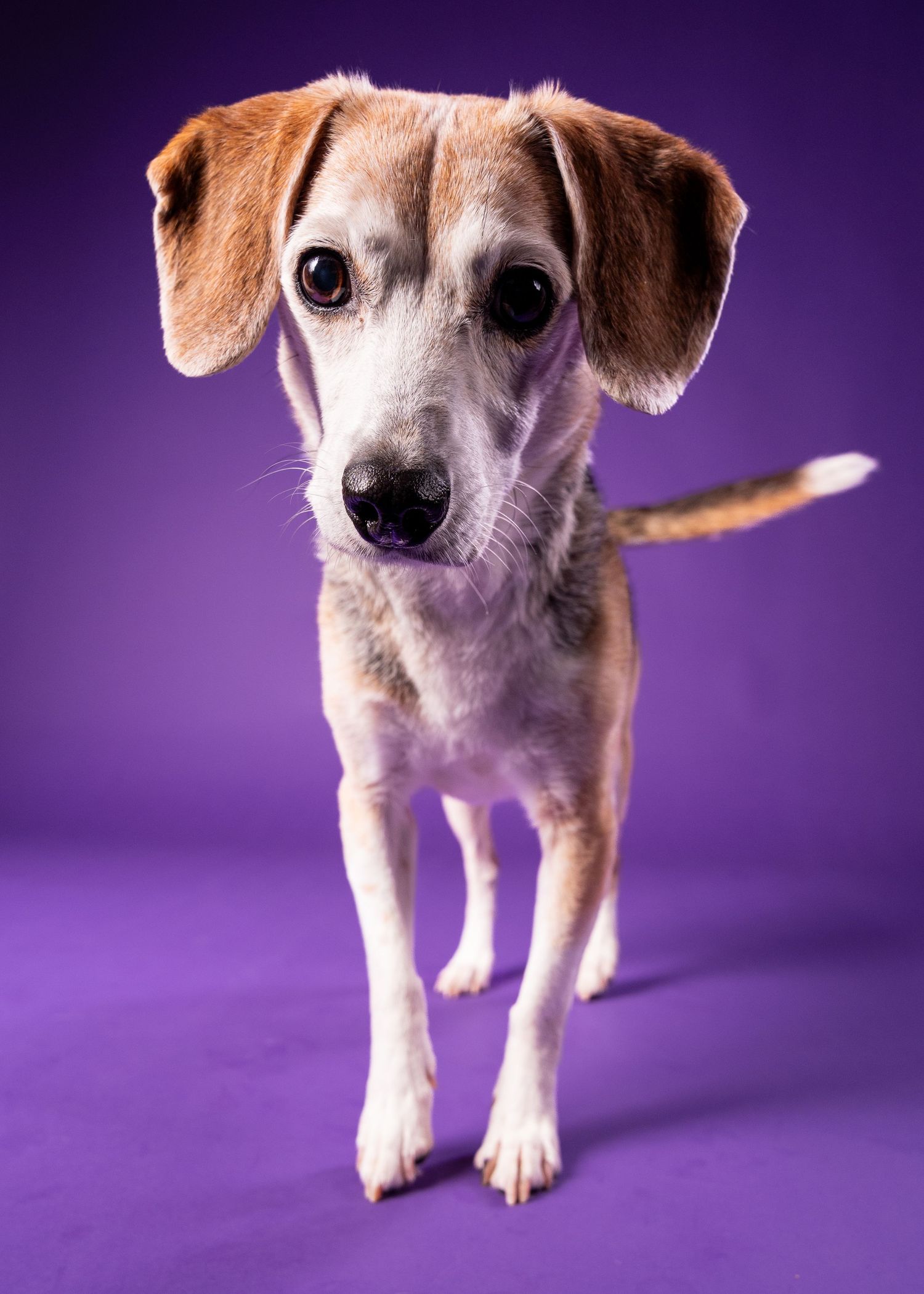 A small beagle mix dog walks toward the camera on a vibrant purple studio background.