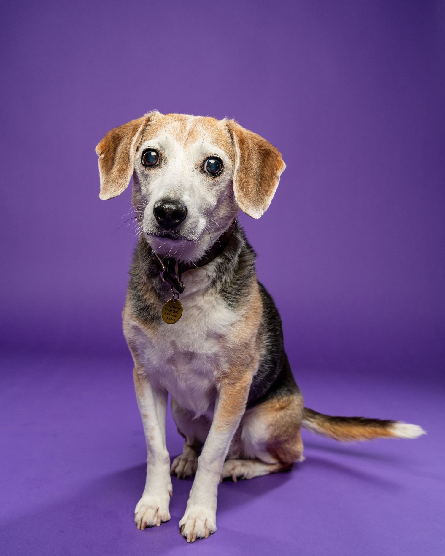 An older Beagle mix with graying muzzle and floppy ears sits wearing a collar tag on purple background.