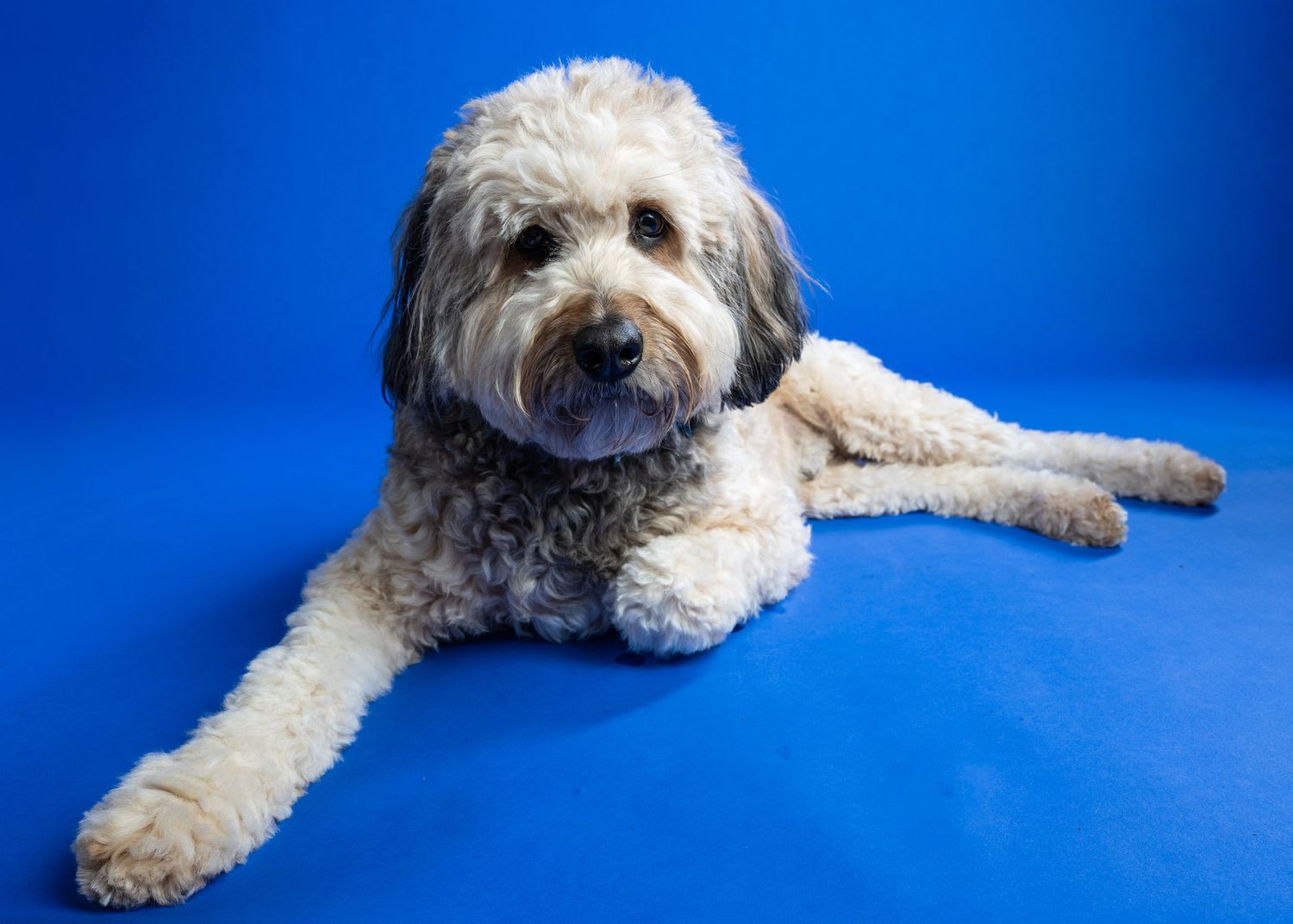 Fluffy white and gray Goldendoodle dog lying on a bright blue background in a studio portrait photo.