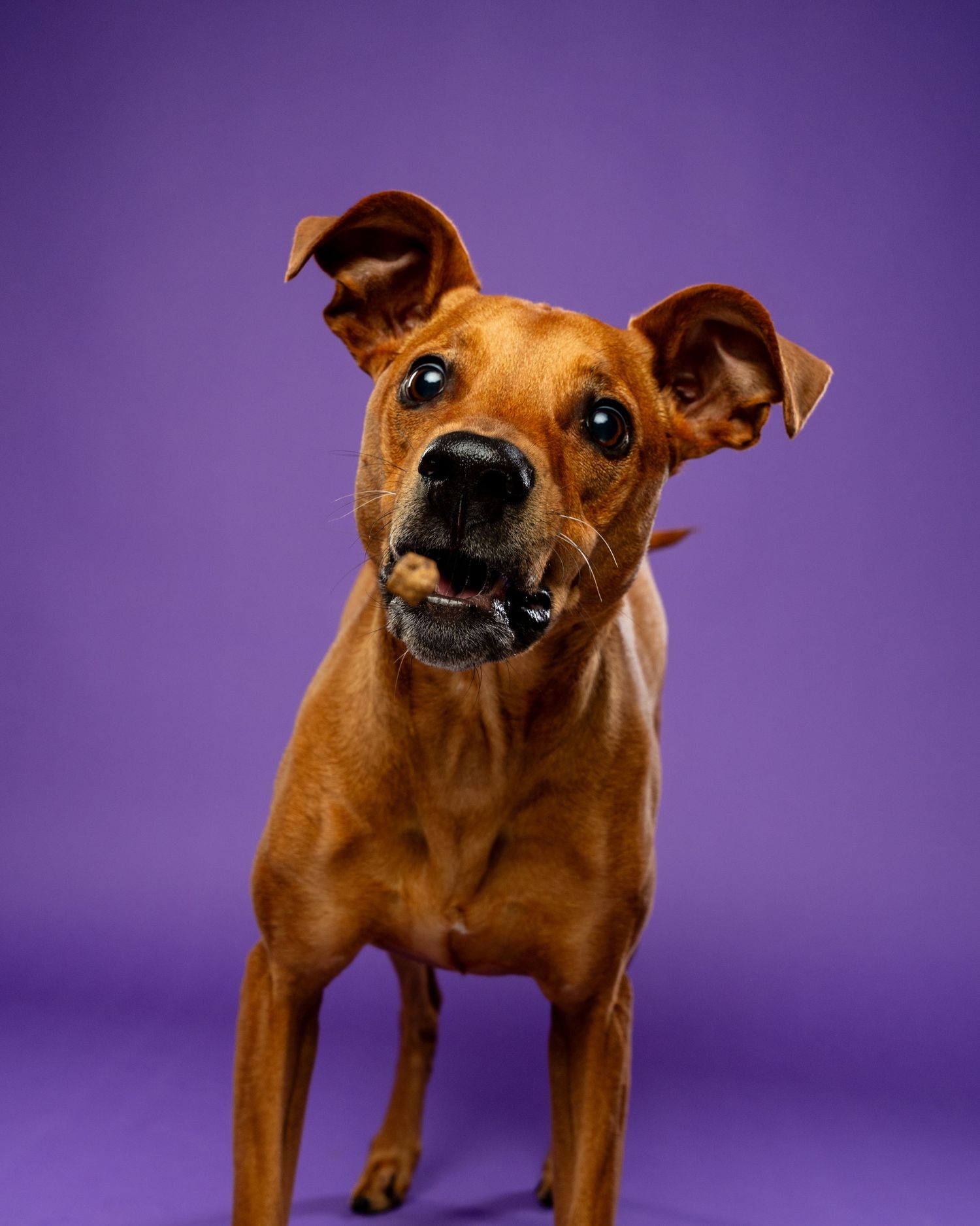 A lean brown mixed breed dog stands alert with mouth open against a purple studio background.