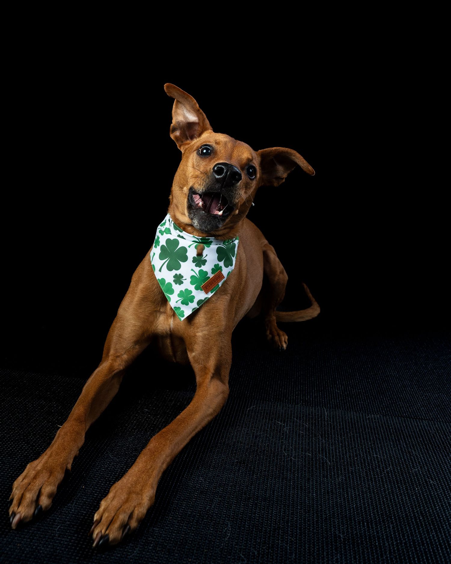 A happy brown dog wearing a shamrock-print bandana lies playfully against a black background.