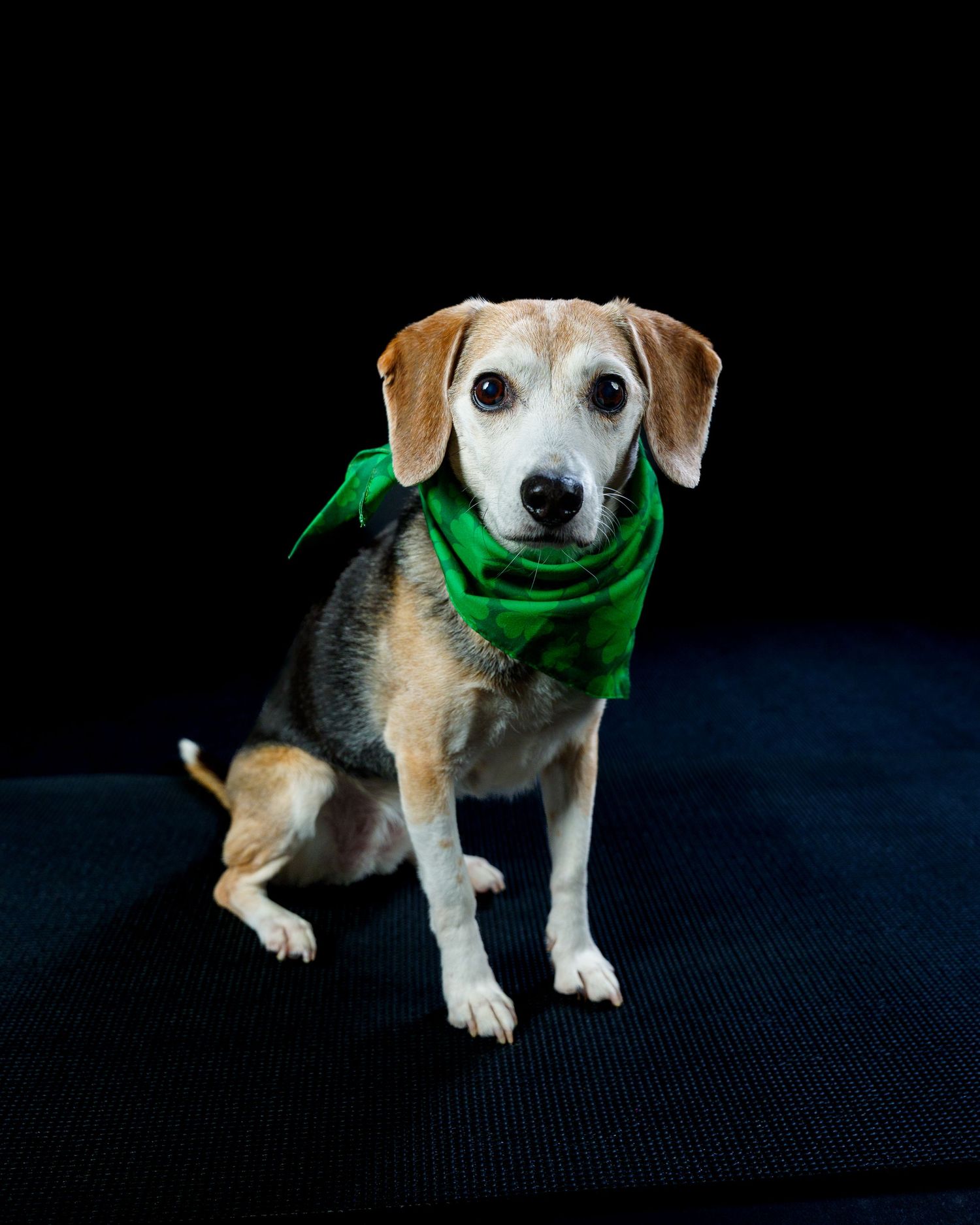 Cute beagle mix dog in a green bandana sits posed against a black studio background.