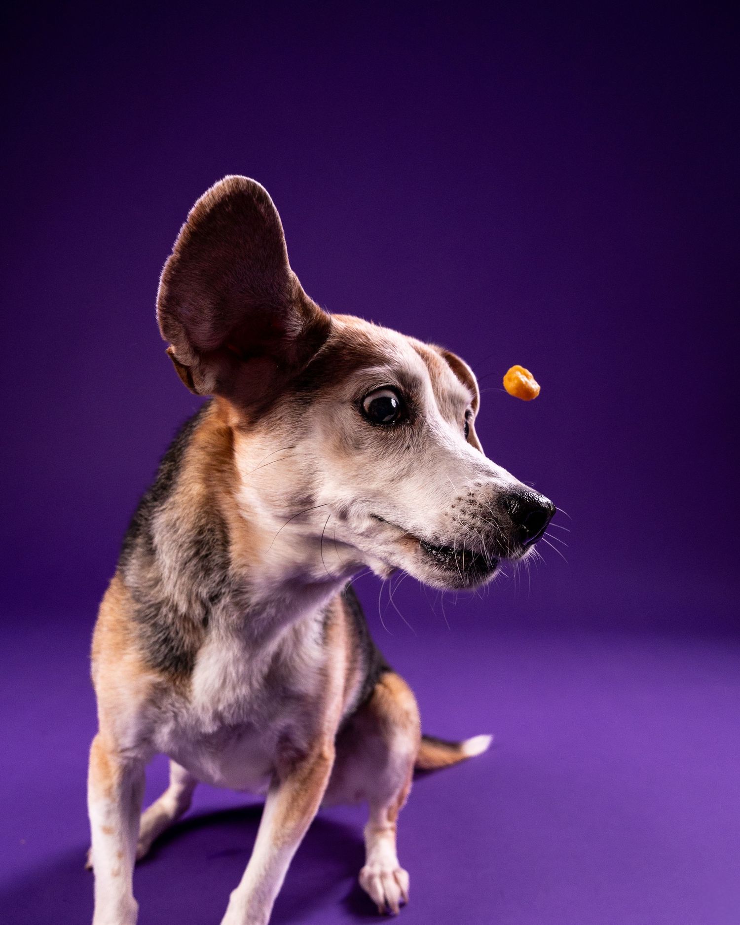 A beagle mix dog with a flying ear watches a treat fall near its nose on a purple background.