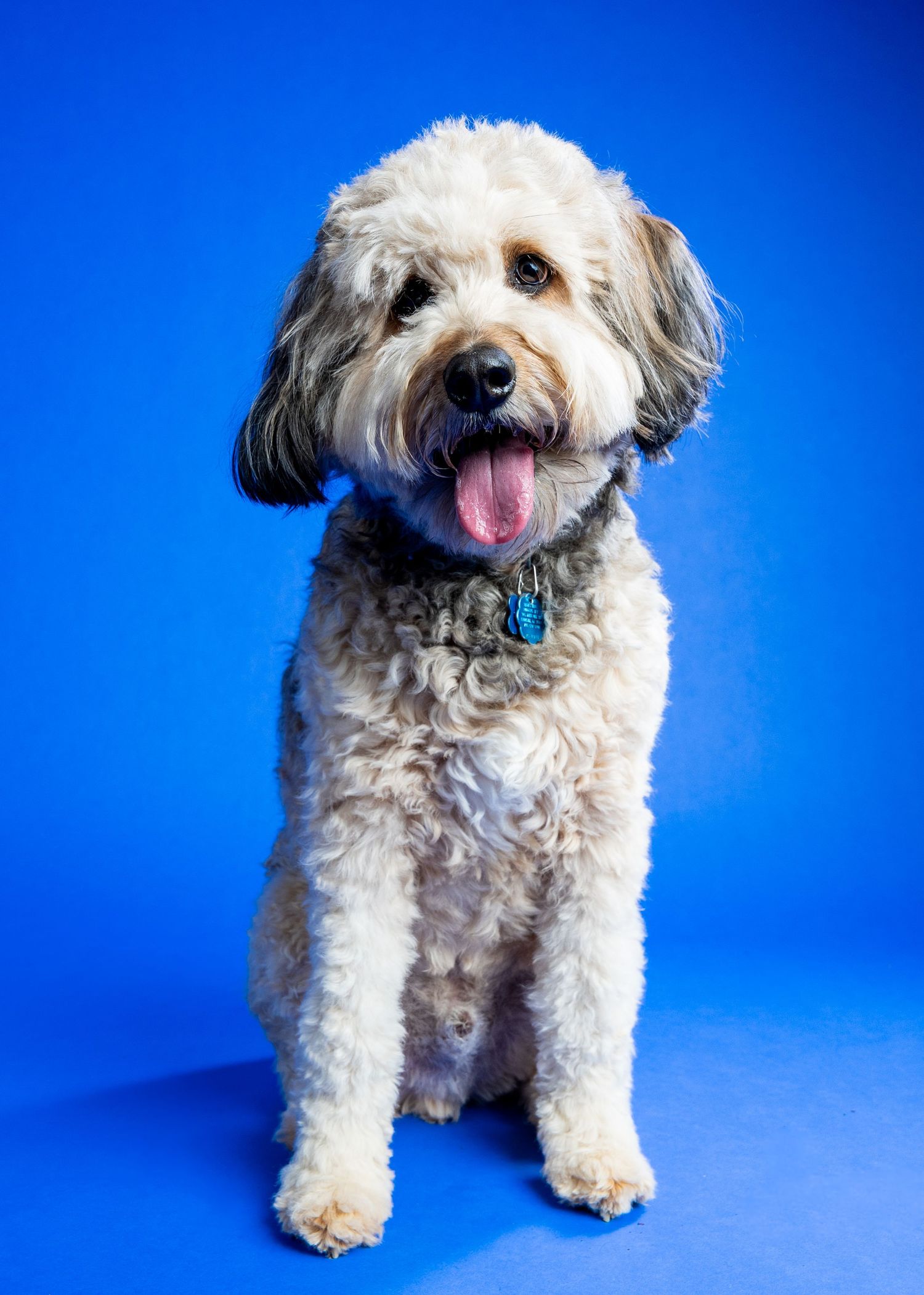 A fluffy white and gray Labradoodle sits happily against a bright blue background, tongue out, wearing a blue collar.
