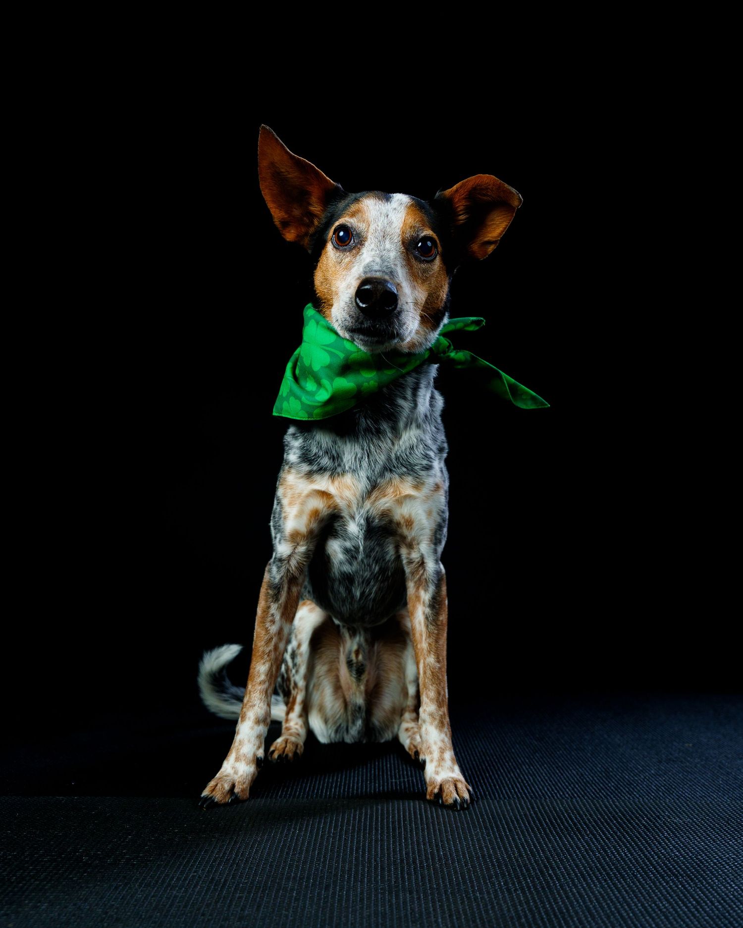 A merle-coated dog with large ears sits wearing a green bandana against a black backdrop.
