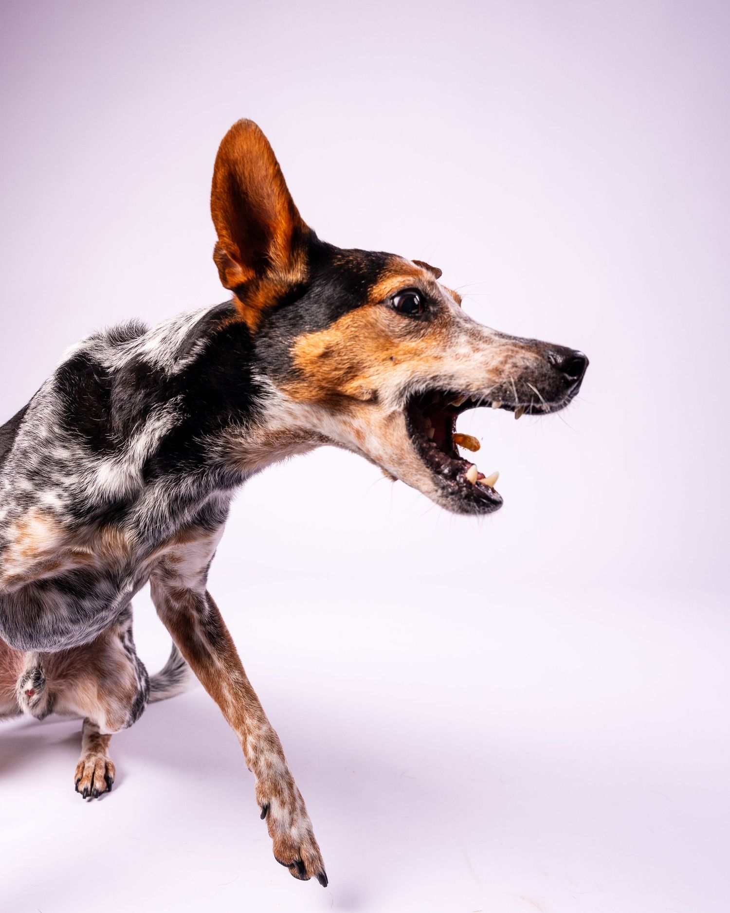 An Australian Cattle Dog in motion with mouth open and one ear raised against a white background.