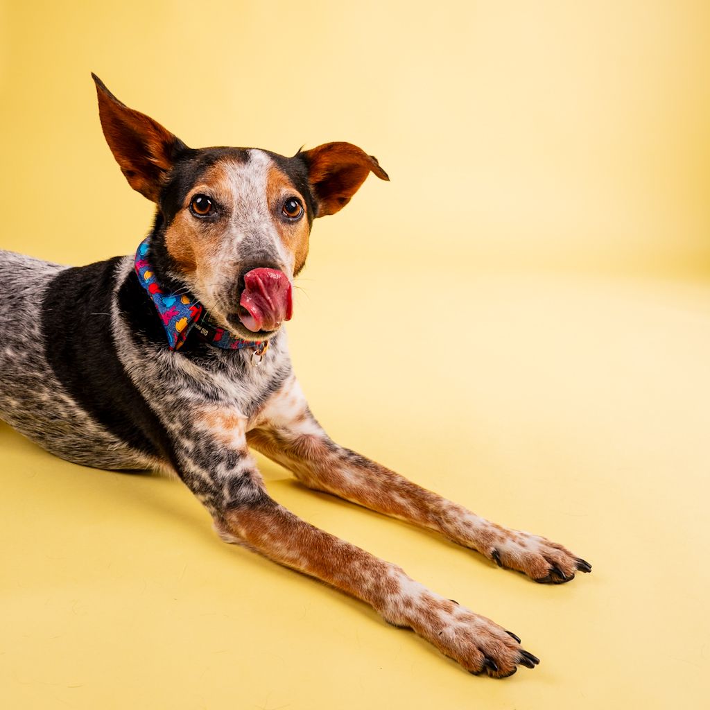 Speckled Australian cattle dog mix licks lips while lying down wearing colorful collar on yellow background.