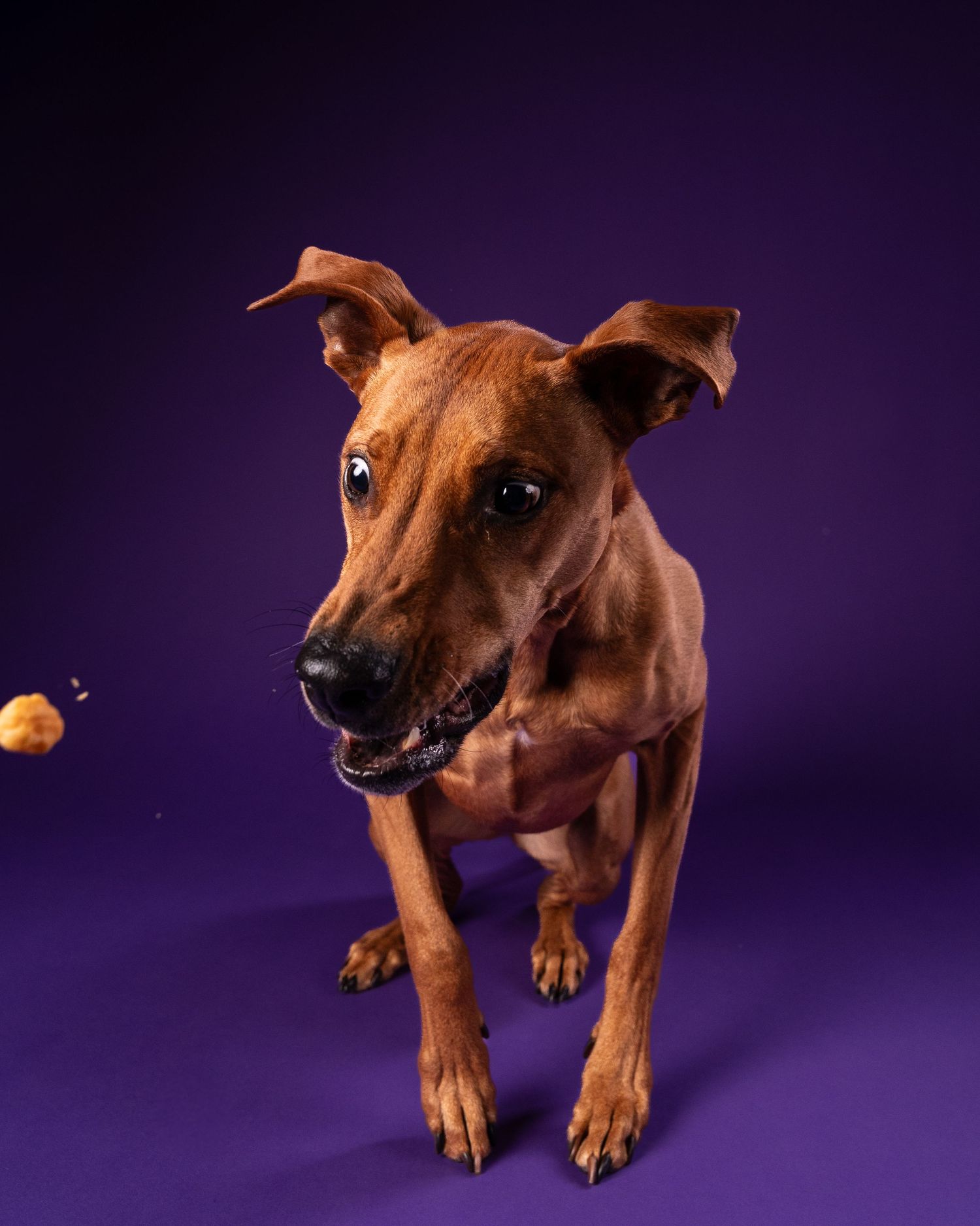 A lean brown dog eagerly catches a treat against a vibrant purple studio background.