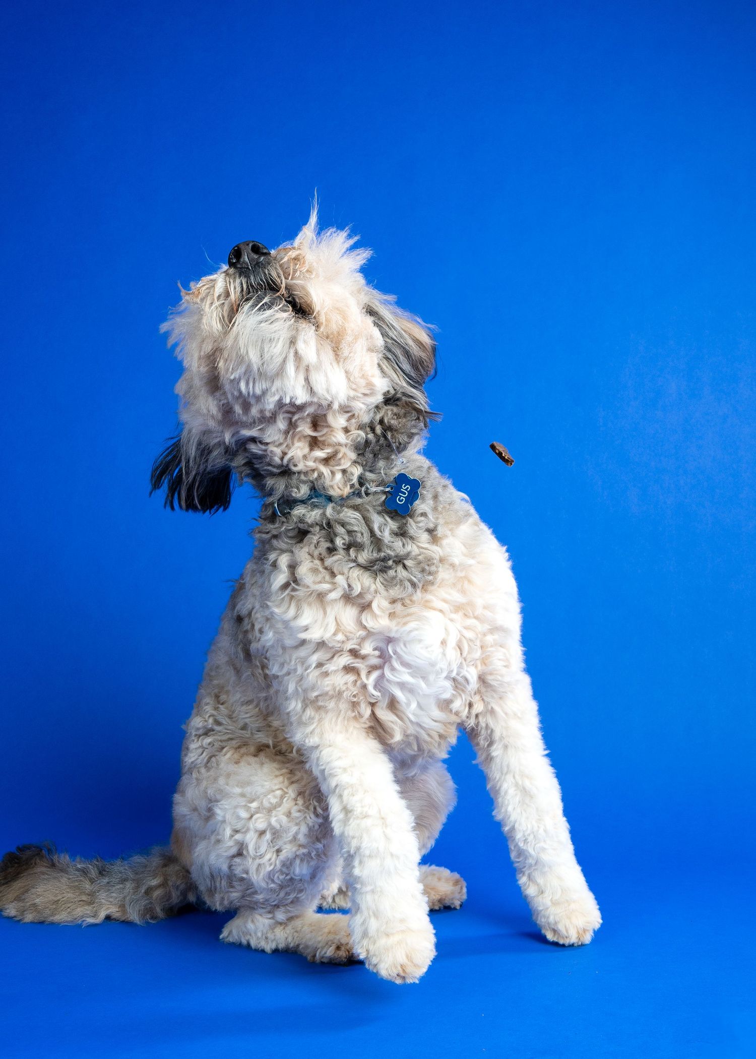 Fluffy white dog with blue collar sitting against bright blue background, looking up at a flying bee.