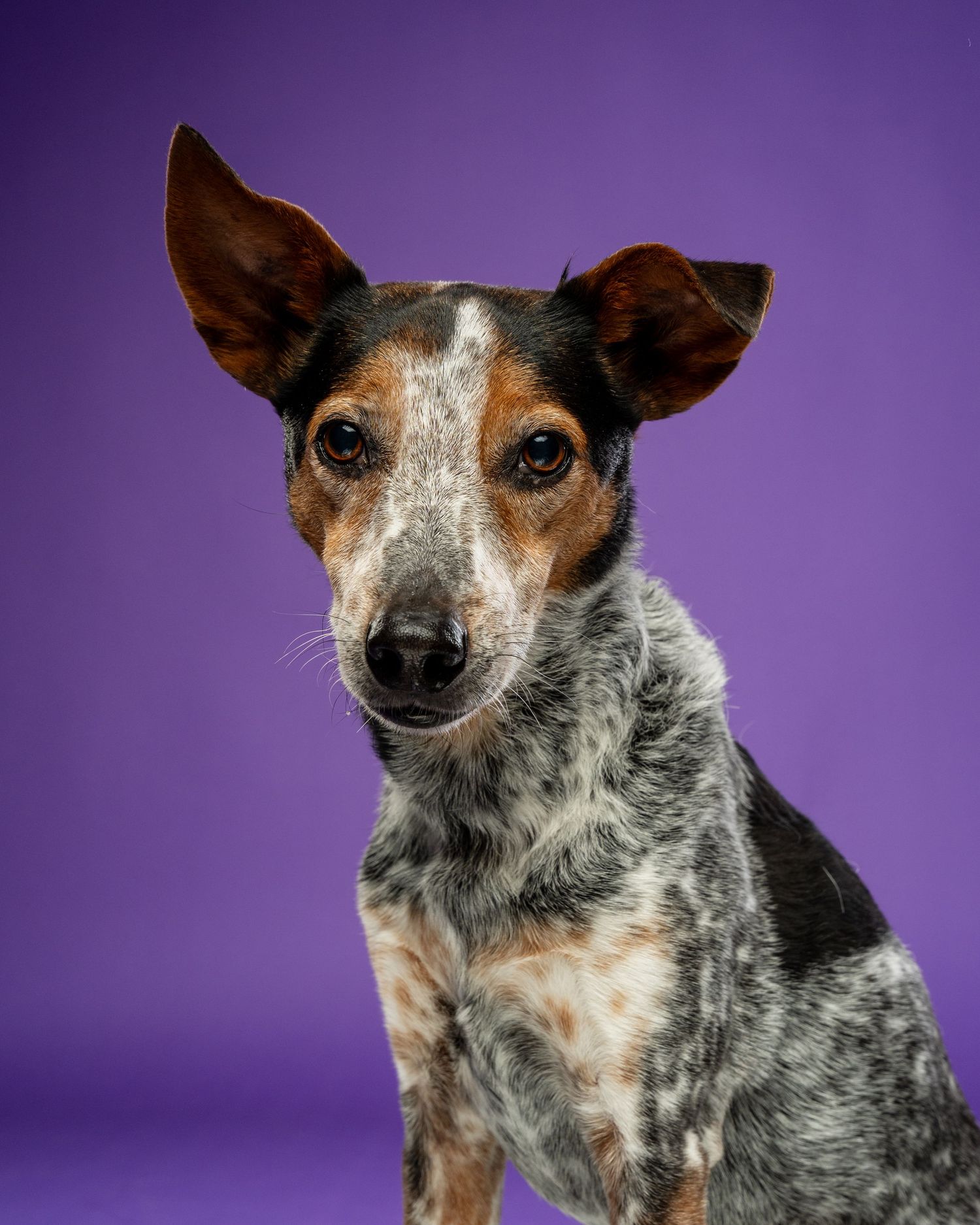 A speckled Australian Cattle Dog mix with large ears sits attentively against a purple background.