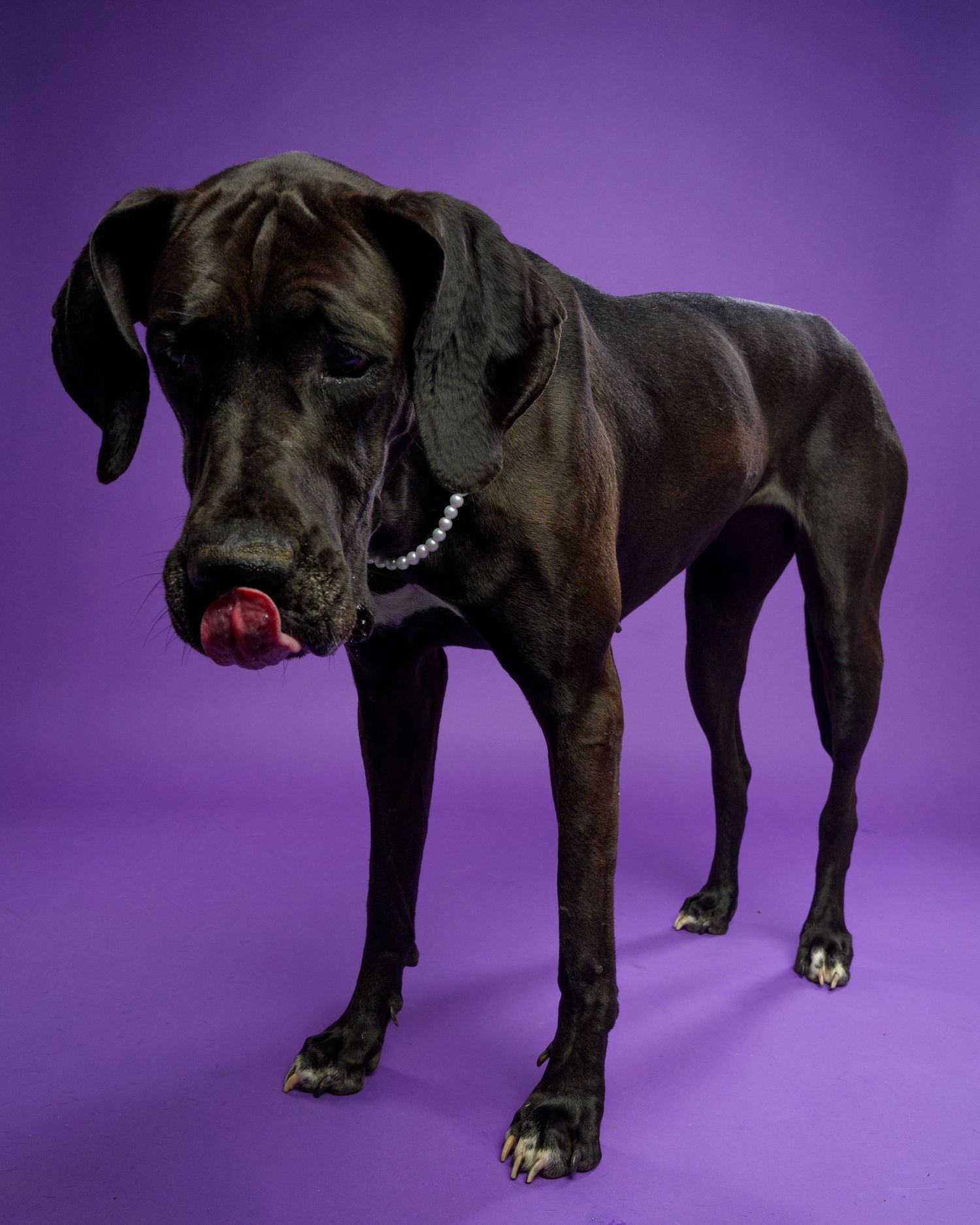 Large dark brindle Great Dane with pearl collar stands licking its nose against a purple backdrop.