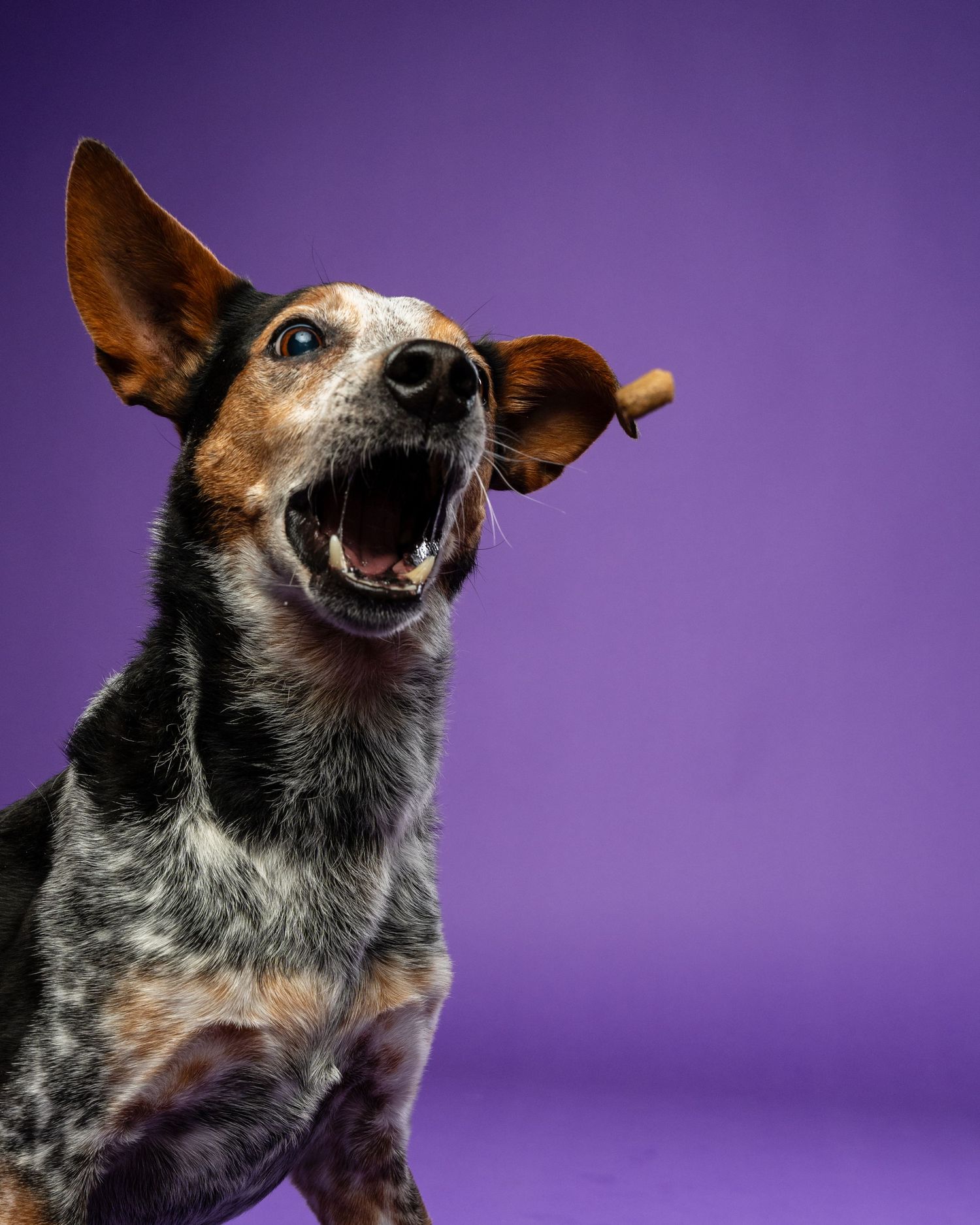 A spotted dog catches a treat mid-air against a purple background with mouth wide open and ears flying.