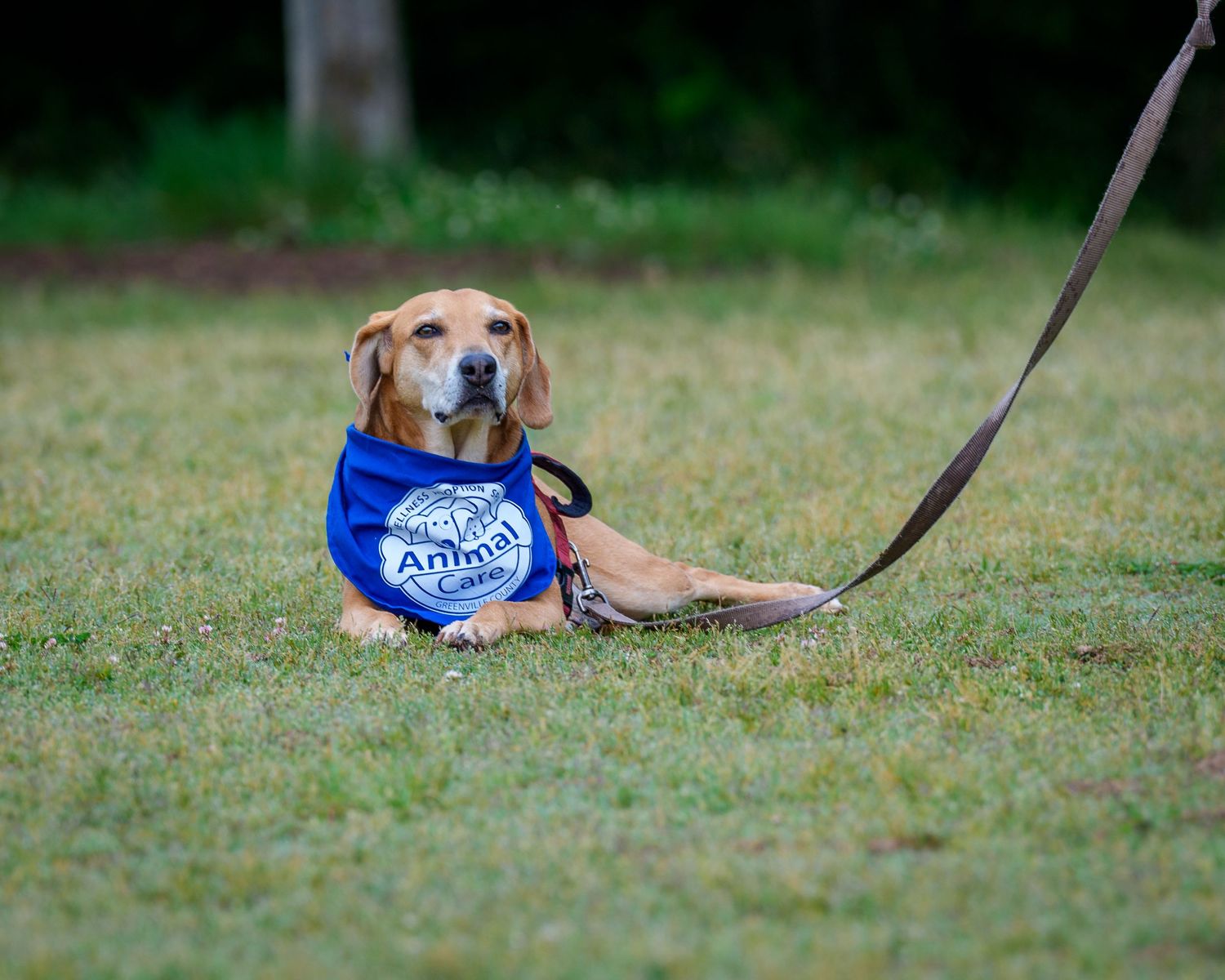 A leashed beagle mix dog wearing a blue Animal Care bandana rests on green grass outdoors.