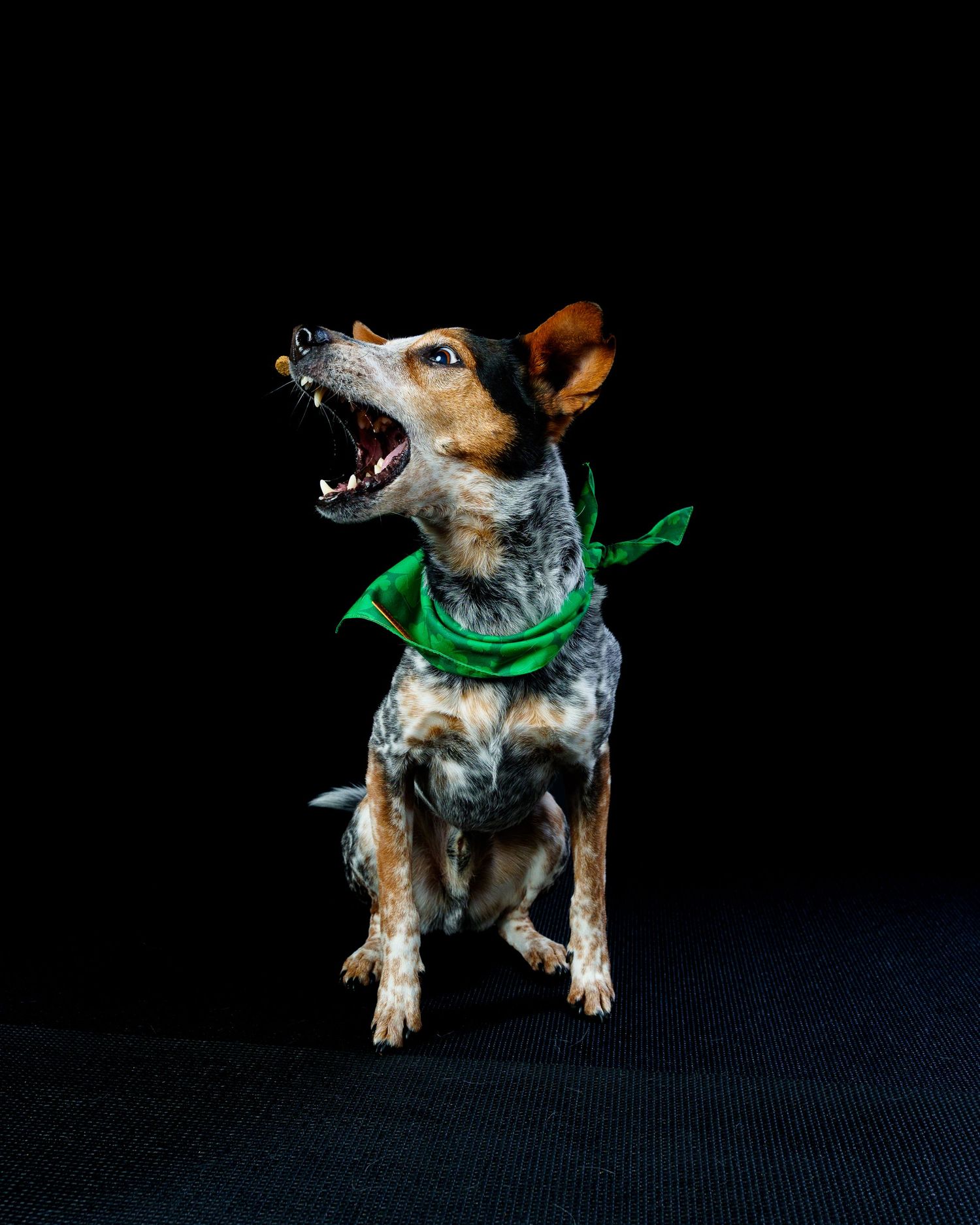 A speckled dog wearing a green bandana barks with mouth open wide against a black background.