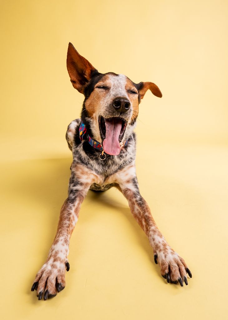 Happy speckled cattle dog yawns widely while lying down with tongue out against bright yellow background.