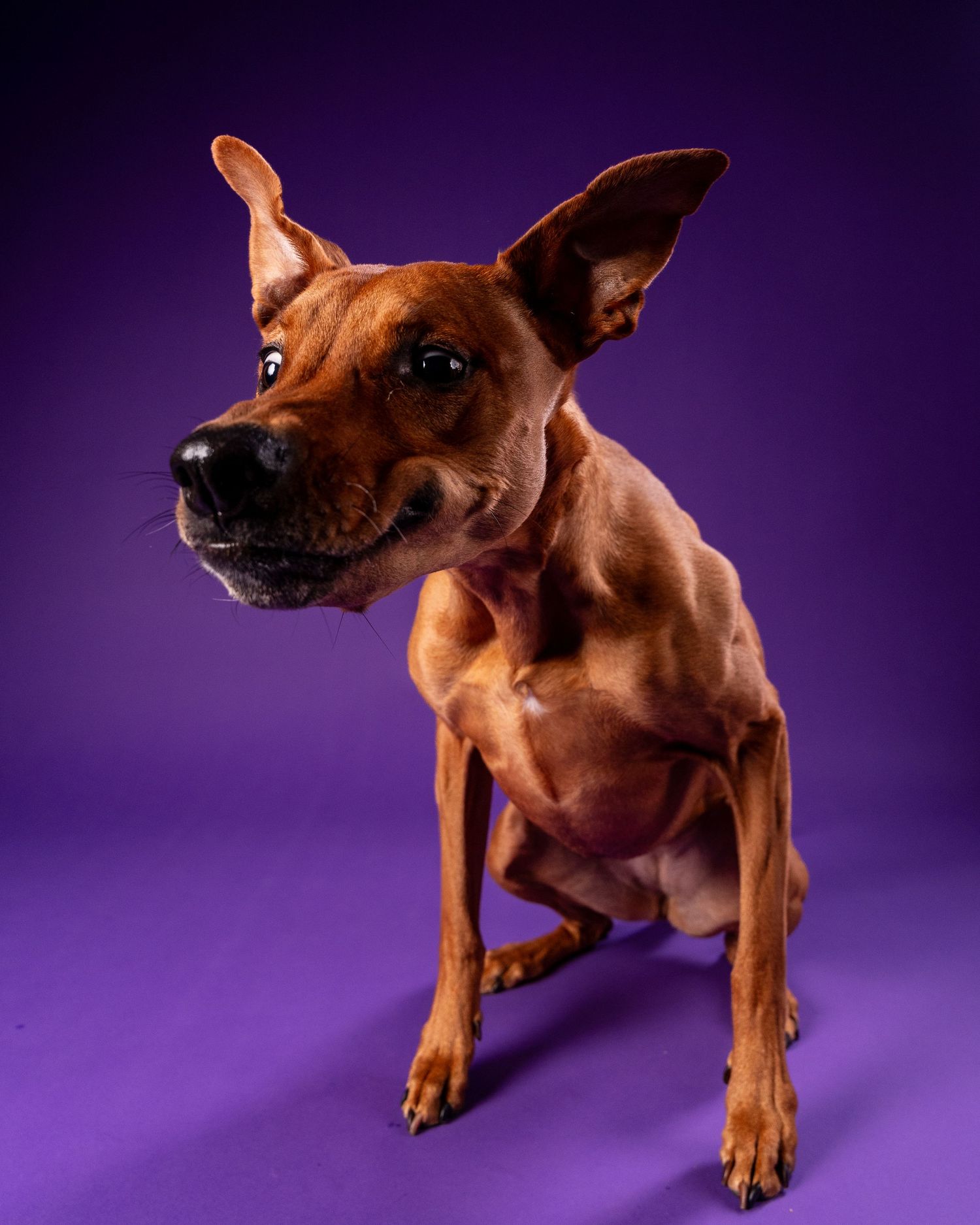 A curious brown dog tilts its head sideways against a rich purple background.