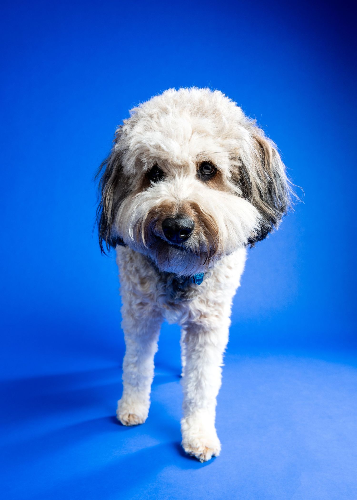 Adorable white and gray Aussiedoodle dog standing and facing camera against vibrant blue background.