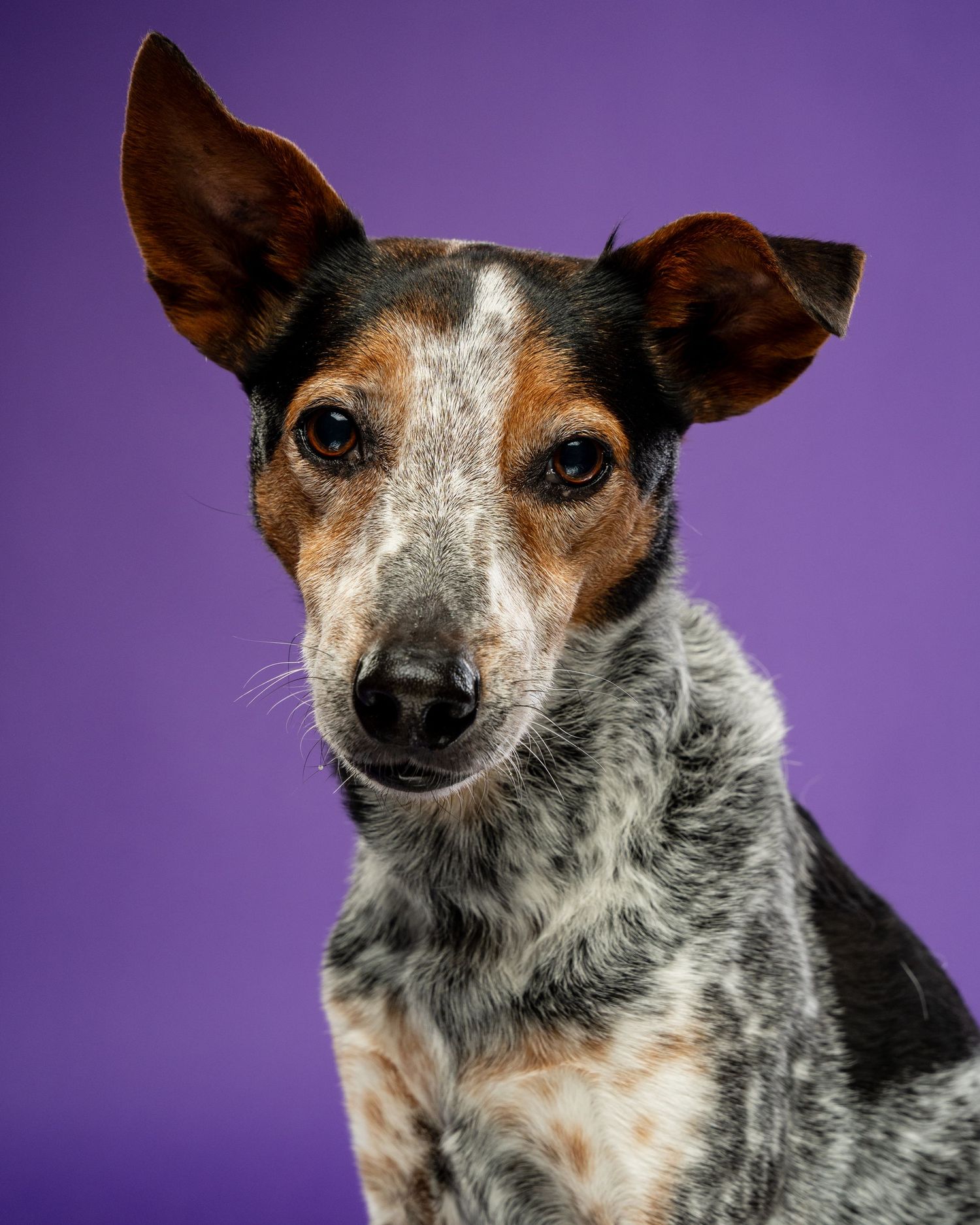 A portrait of an Australian Cattle Dog mix with speckled gray fur and tan markings against a purple background.