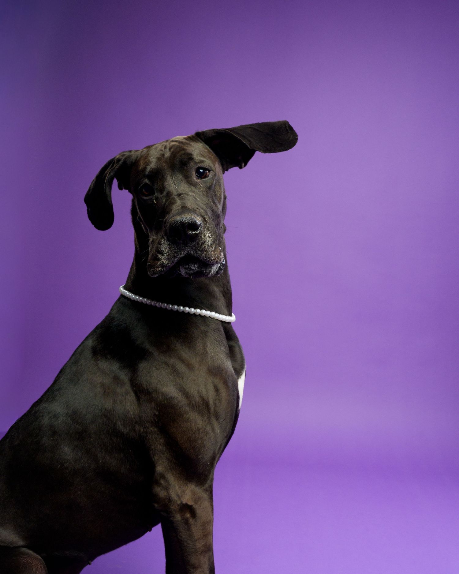 Black Great Dane dog wearing a pearl collar posed against a vibrant purple studio background.