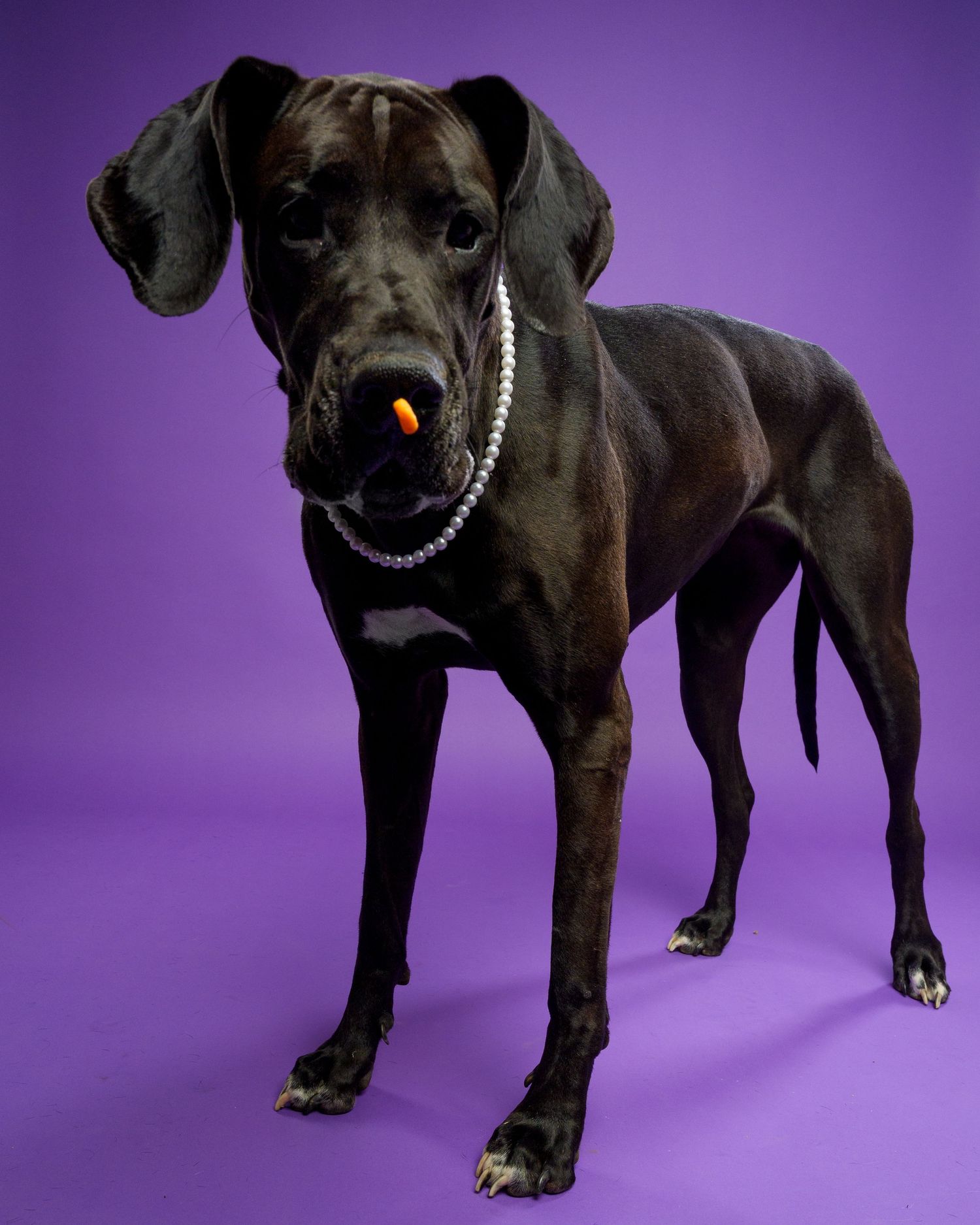 Black Great Dane dog with silver chain collar holding orange object in mouth against purple background.