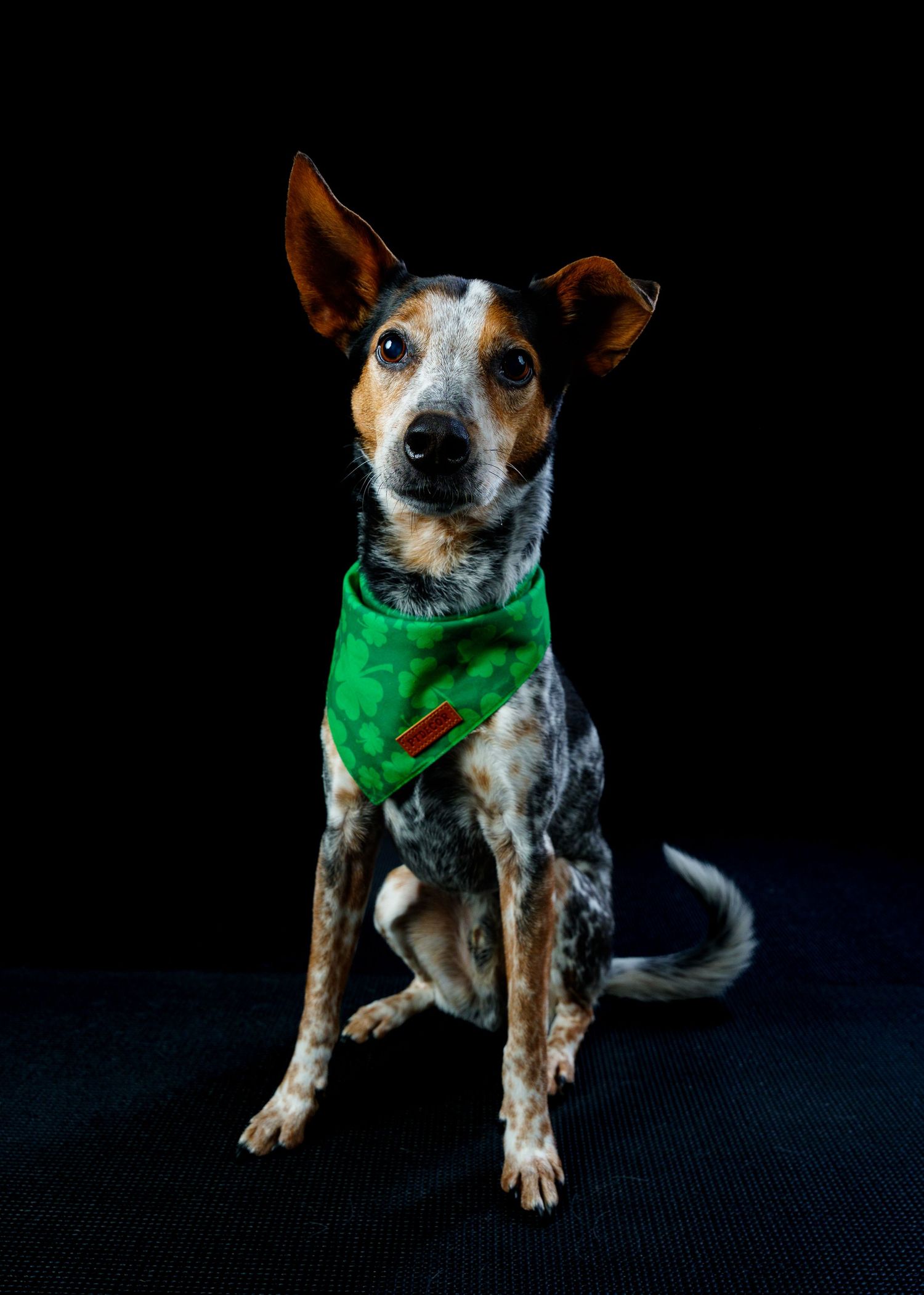 A tri-color speckled dog sits wearing a green shamrock bandana against a black background.