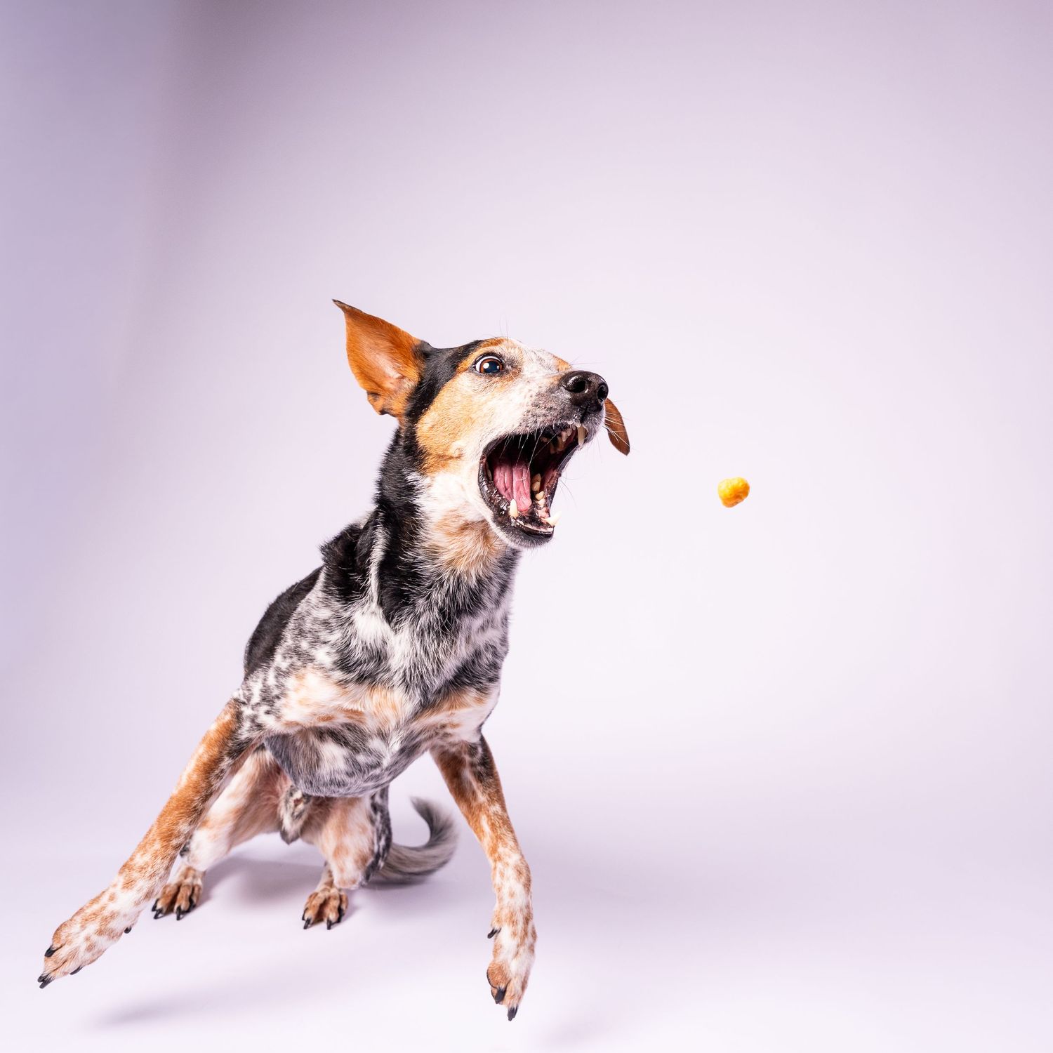 An Australian Cattle Dog leaping to catch an orange treat tossed in the air on white background.