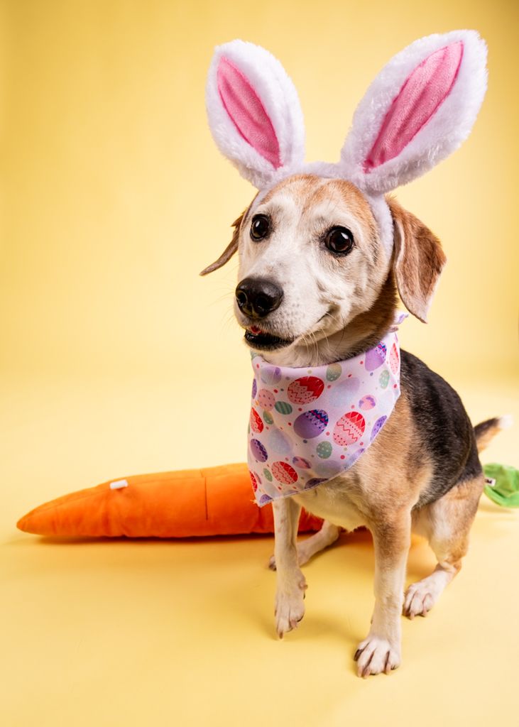 Adorable beagle mix wearing bunny ears and colorful Easter egg bandana sits beside orange stuffed carrot prop.