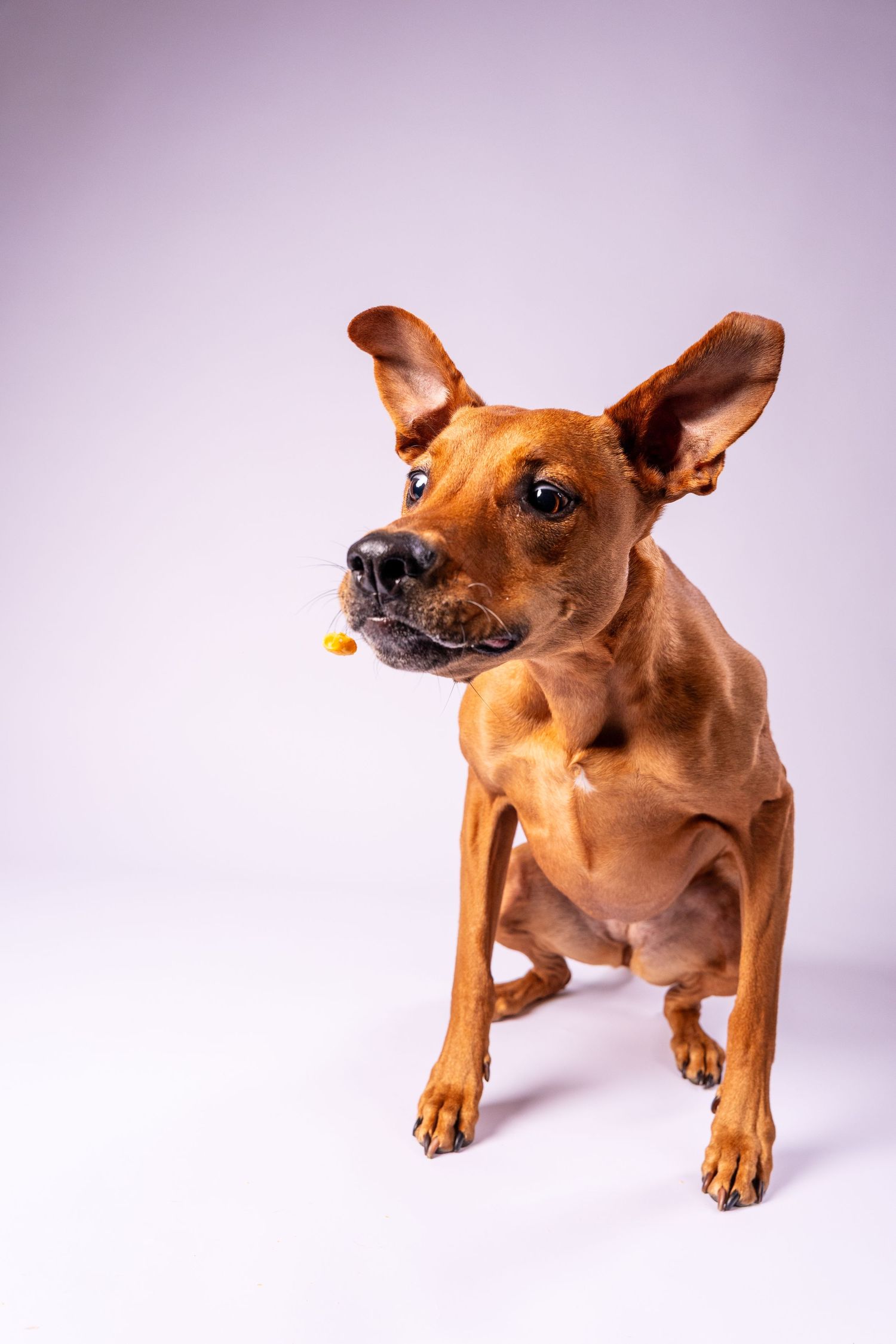 Brown Miniature Pinscher dog sitting with a yellow treat at its mouth on white background.