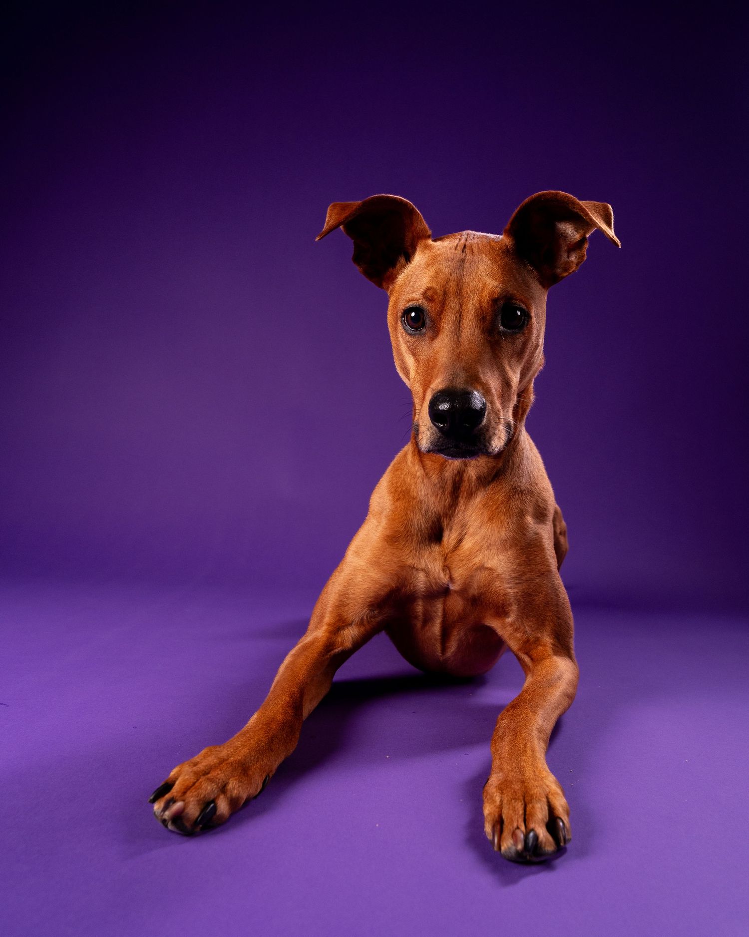 A lean brown dog reclines with front paws extended and attentive ears on a purple background.